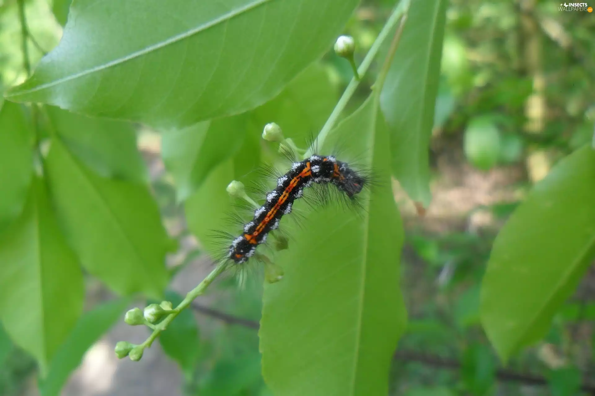 preying, caterpillar, Leaf, Coloured