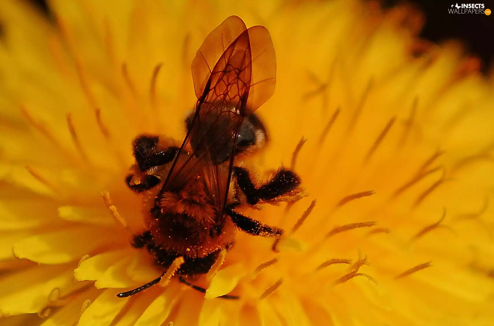 Colourfull Flowers, bee