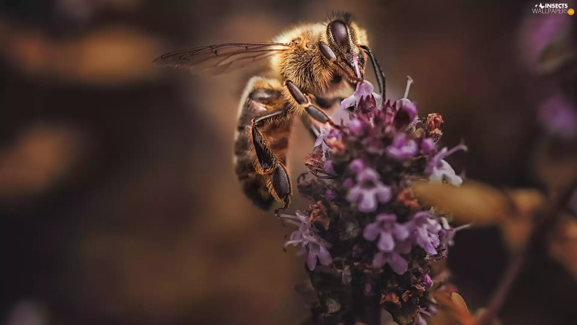 Colourfull Flowers, bee