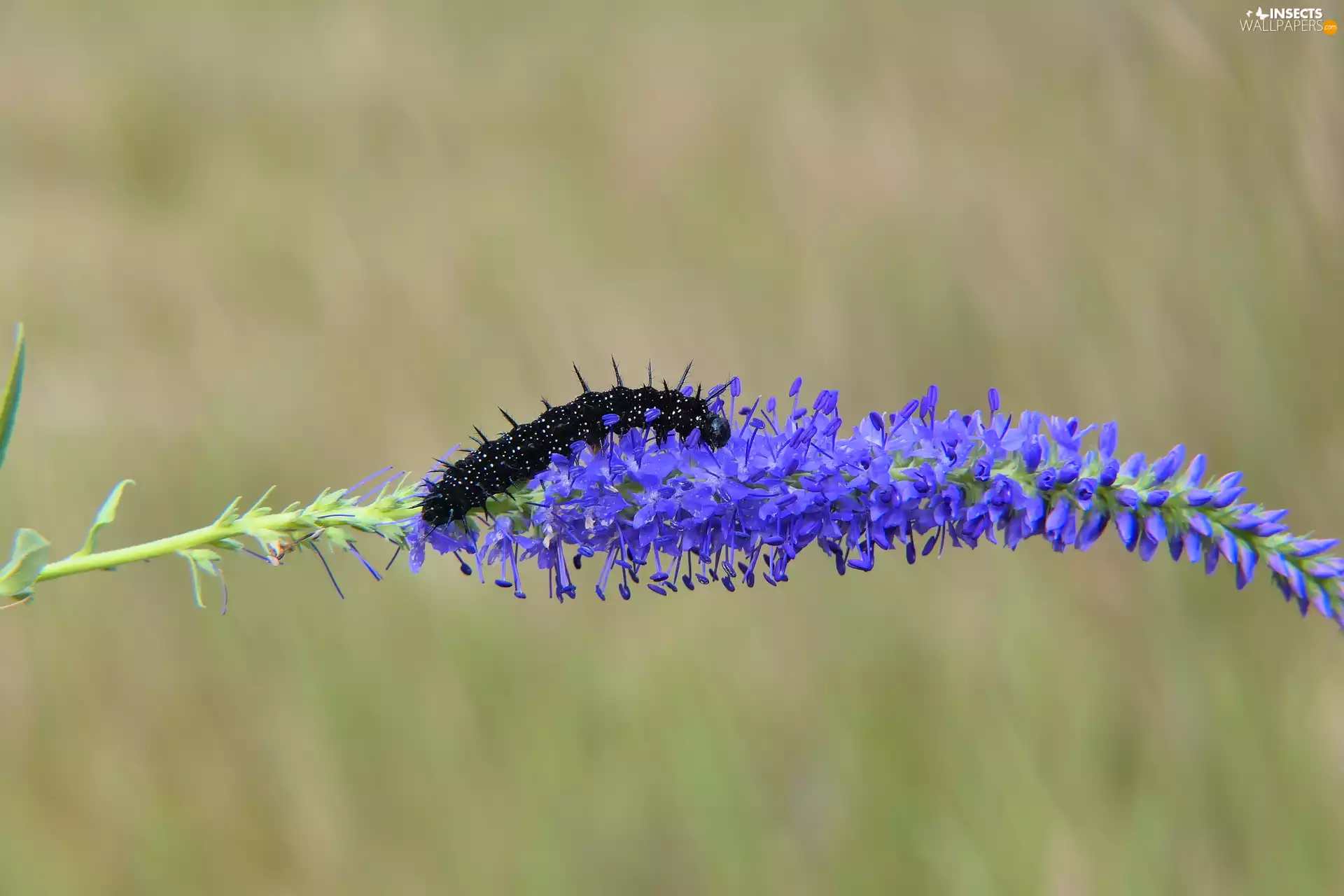 Grub, caterpillar, blue, Colourfull Flowers, Nymph, Peacock