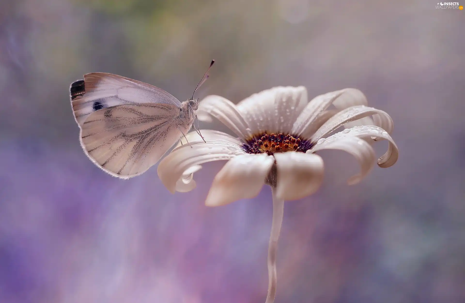 White, Cabbage Butterfly, Colourfull Flowers, butterfly