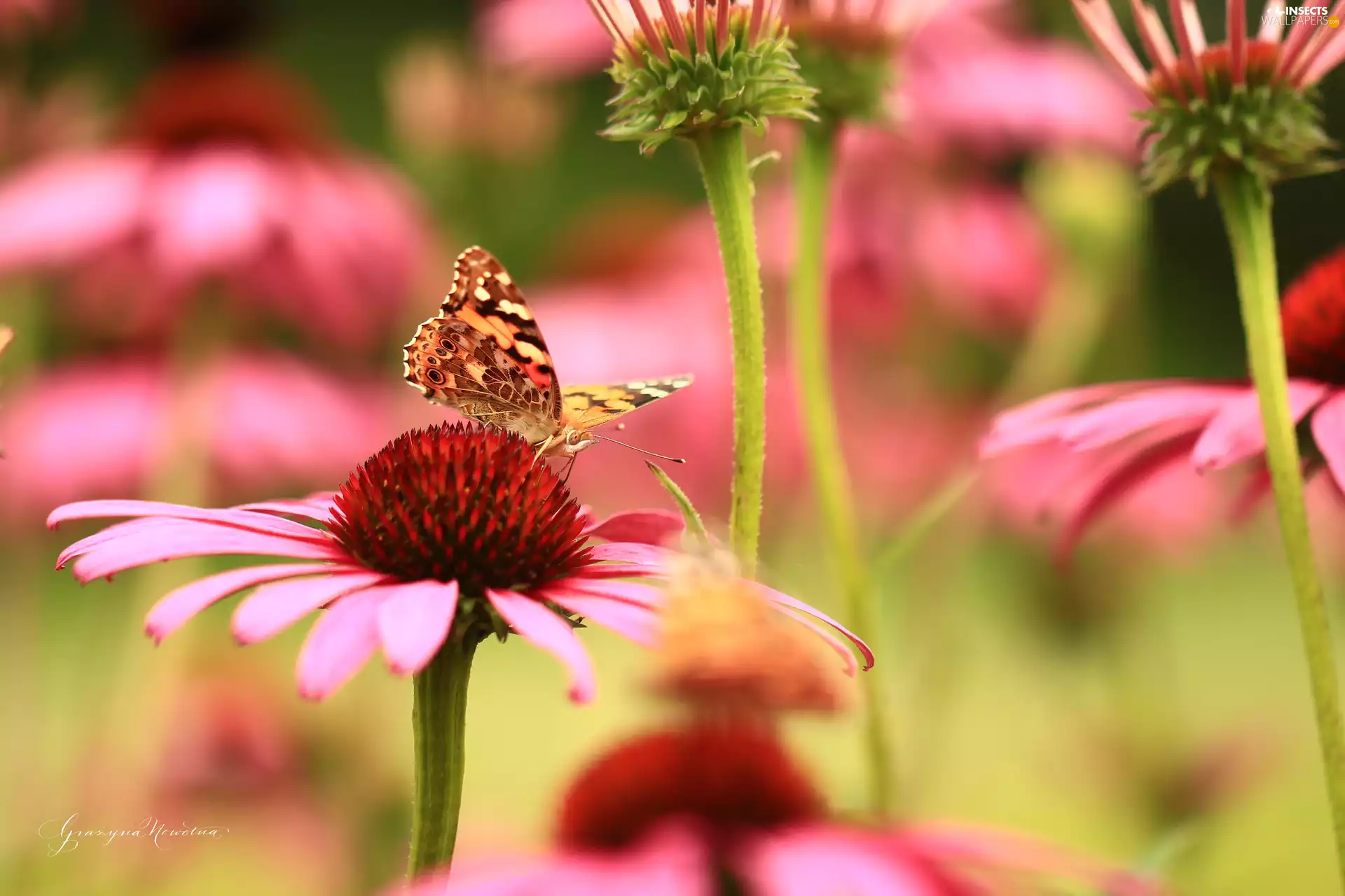 Painted Lady, echinacea, Colourfull Flowers, butterfly