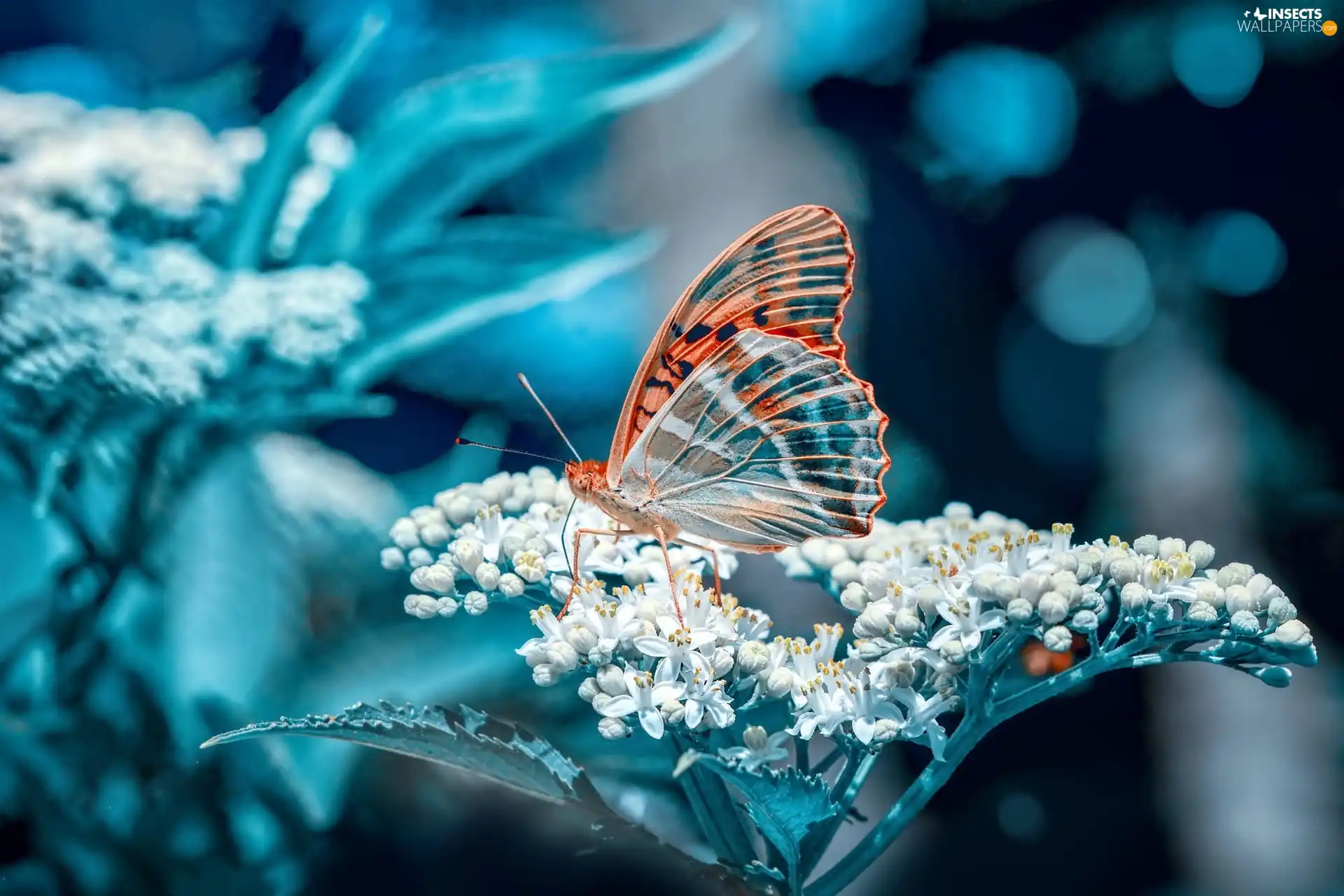 Colourfull Flowers, butterfly