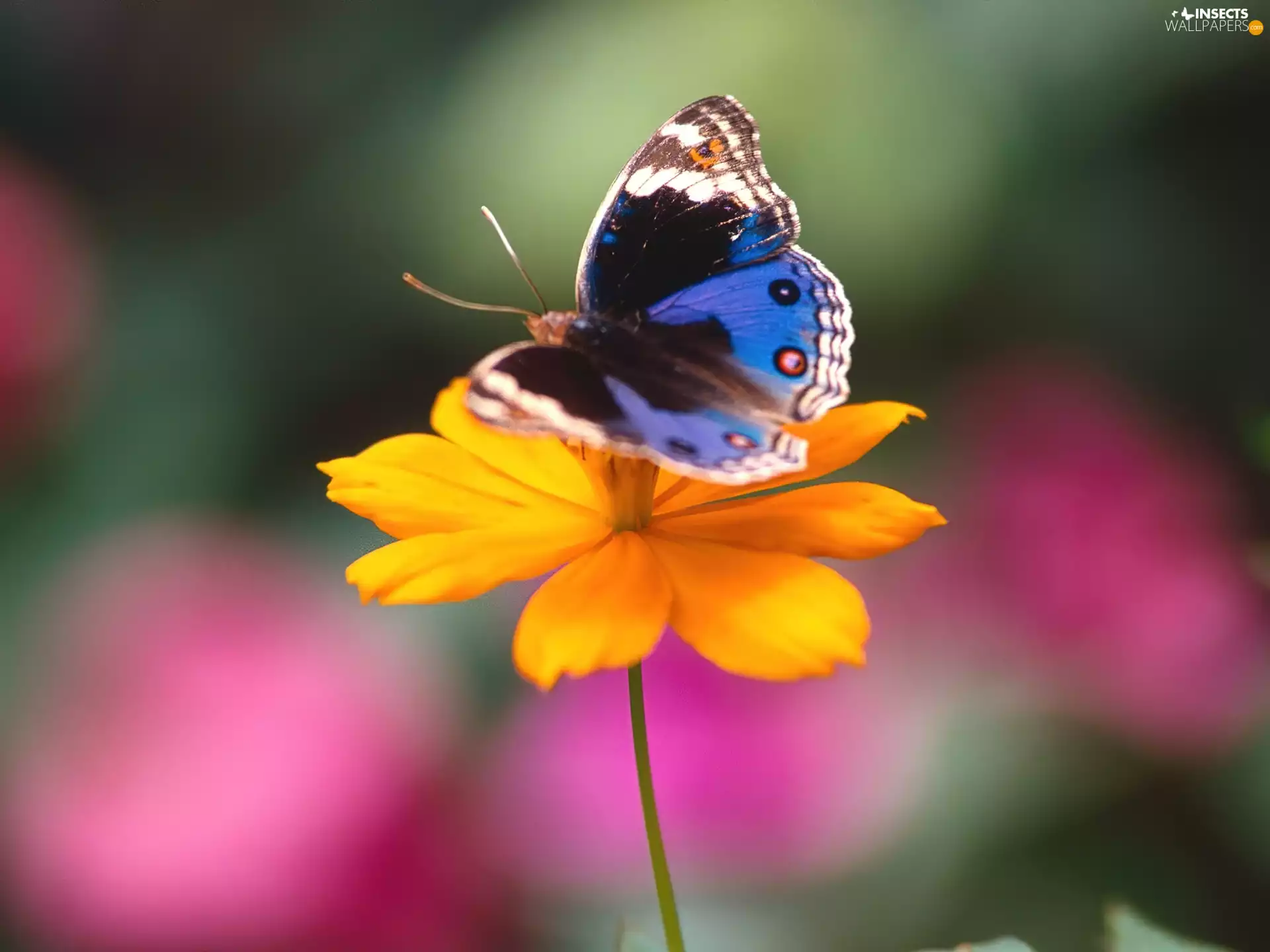 Colourfull Flowers, butterfly