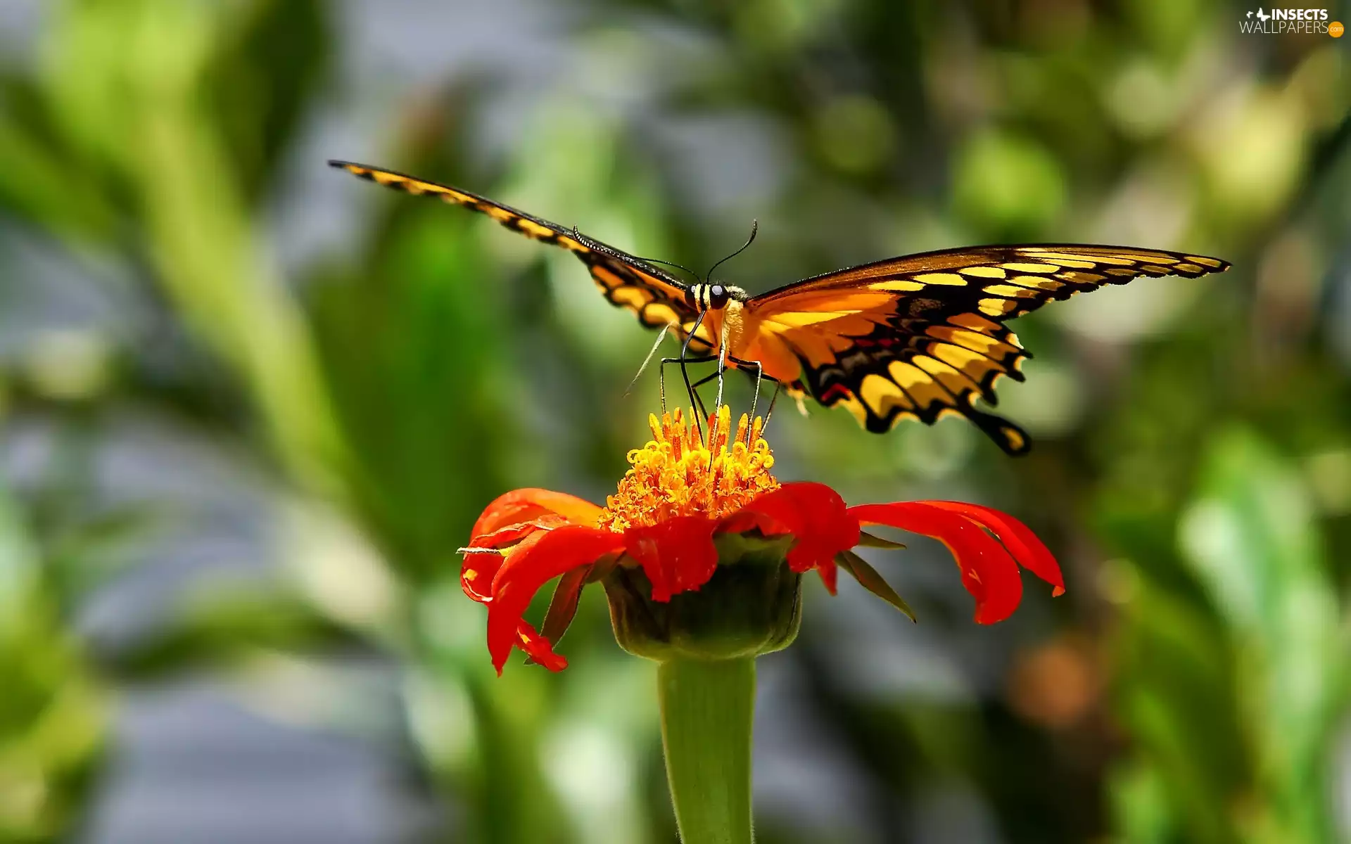 Colourfull Flowers, butterfly