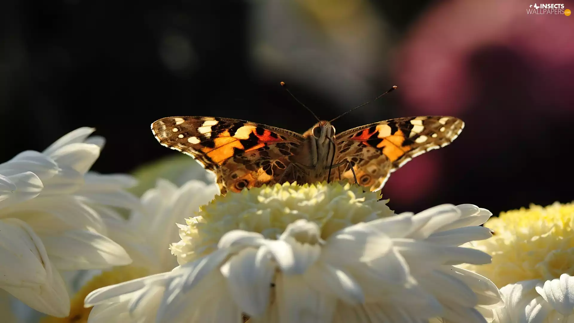 Colourfull Flowers, butterfly
