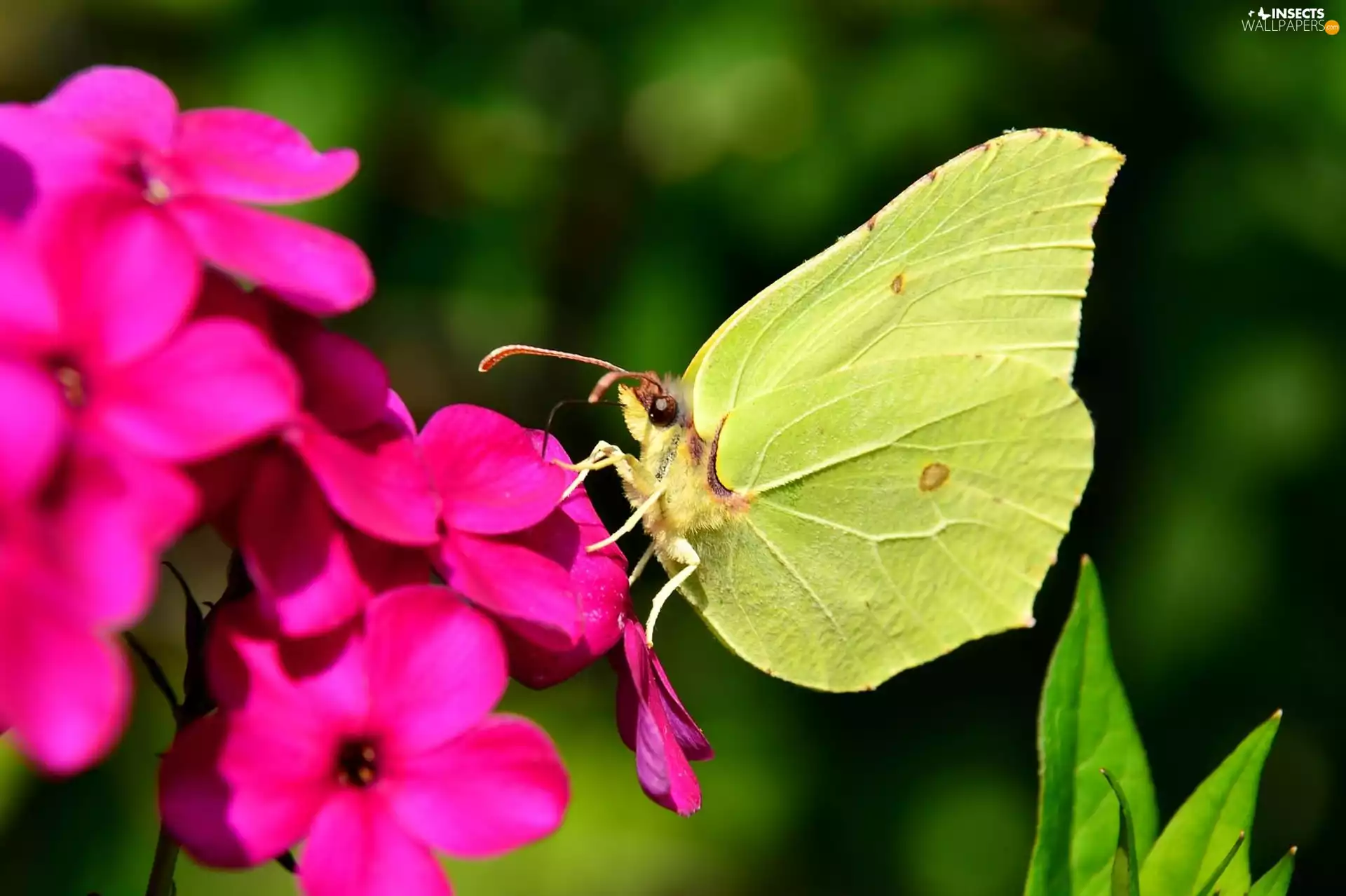 Gonepteryx rhamni, Pink, Colourfull Flowers, butterfly