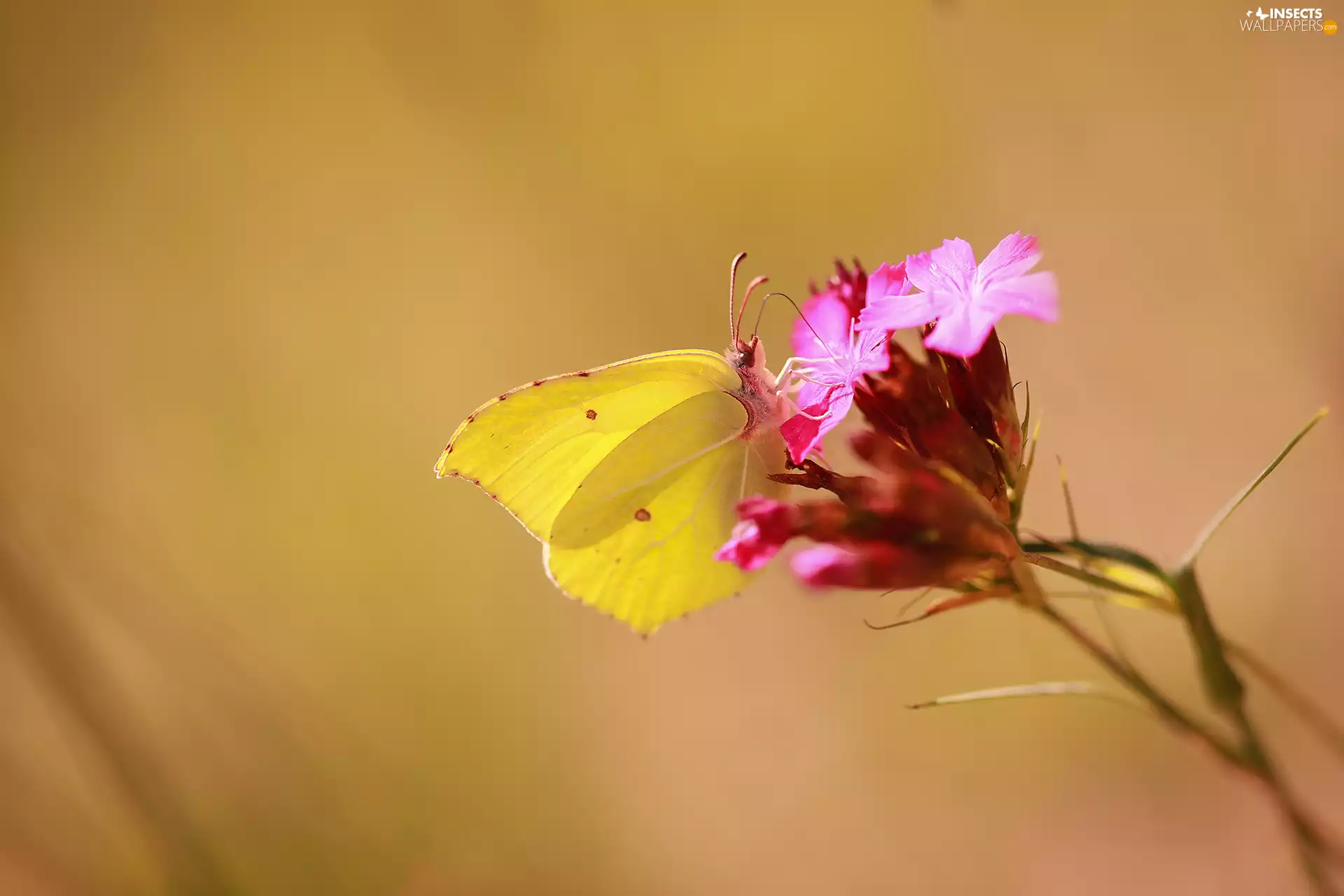 Yellow, Gonepteryx rhamni, Colourfull Flowers, butterfly