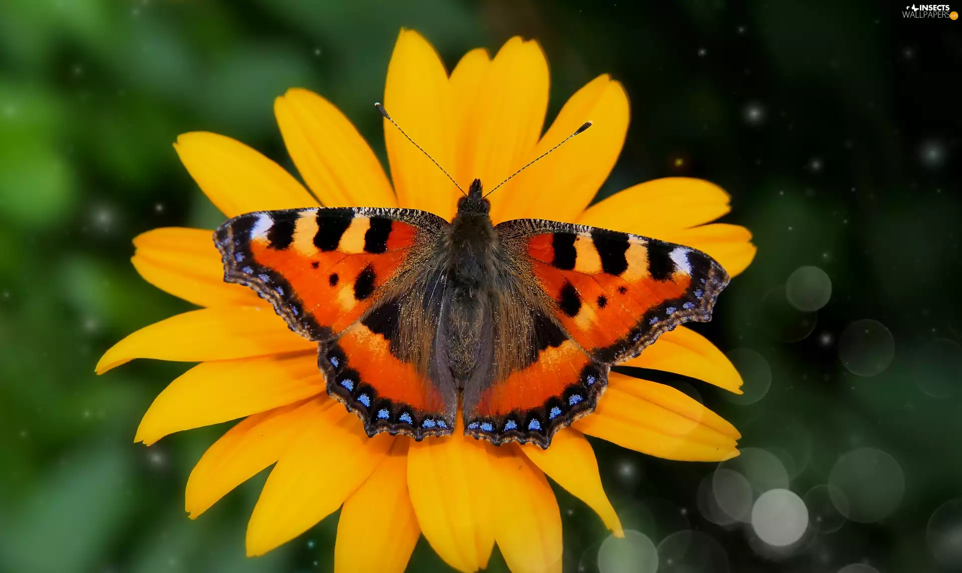 Small Tortoiseshell, Yellow, Colourfull Flowers, butterfly