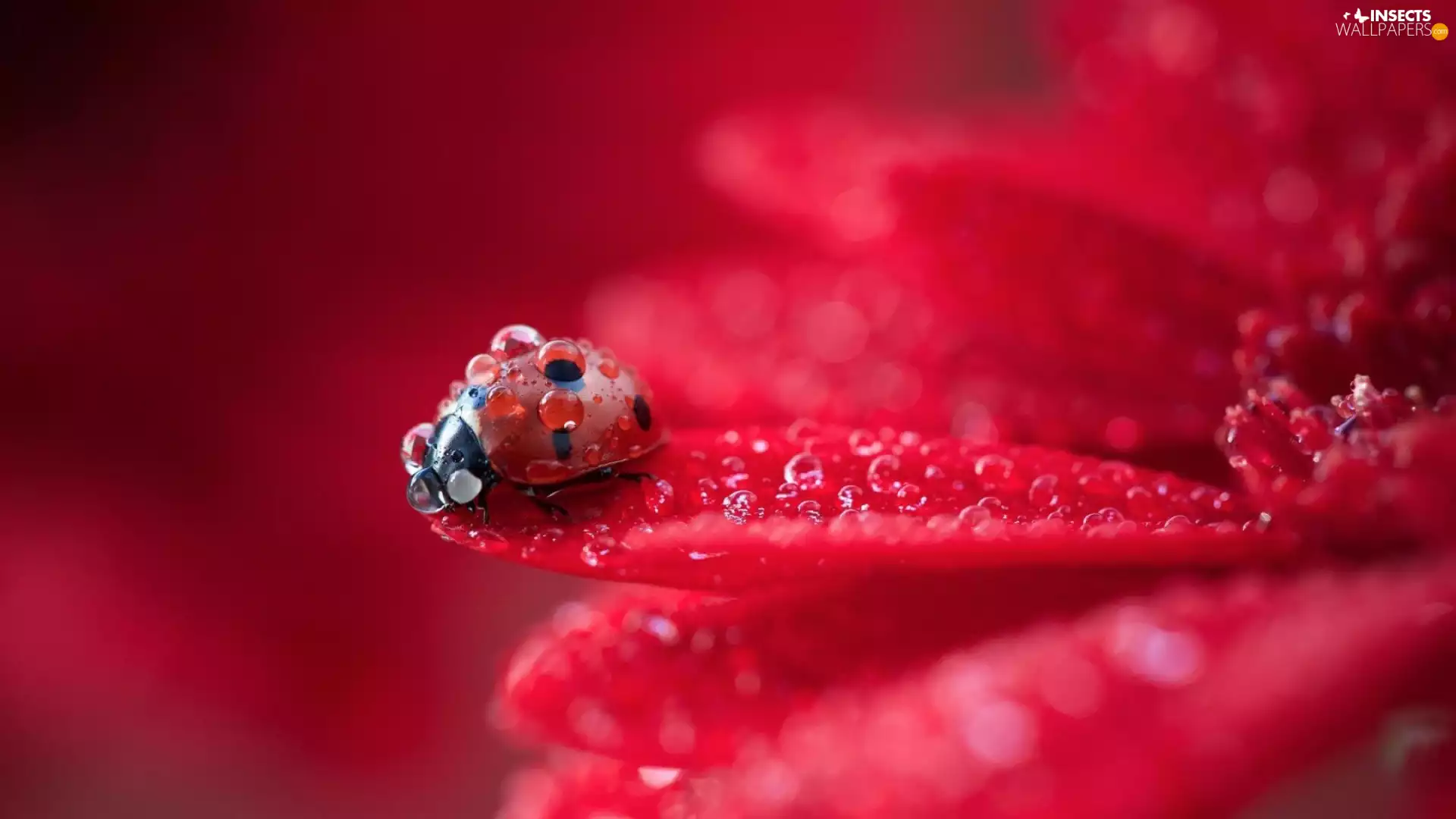 drops, water, ladybird, Colourfull Flowers, Close