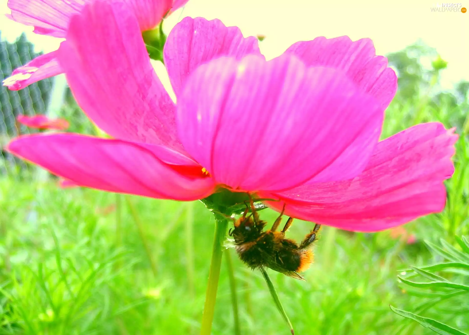 Colourfull Flowers, dumbledor
