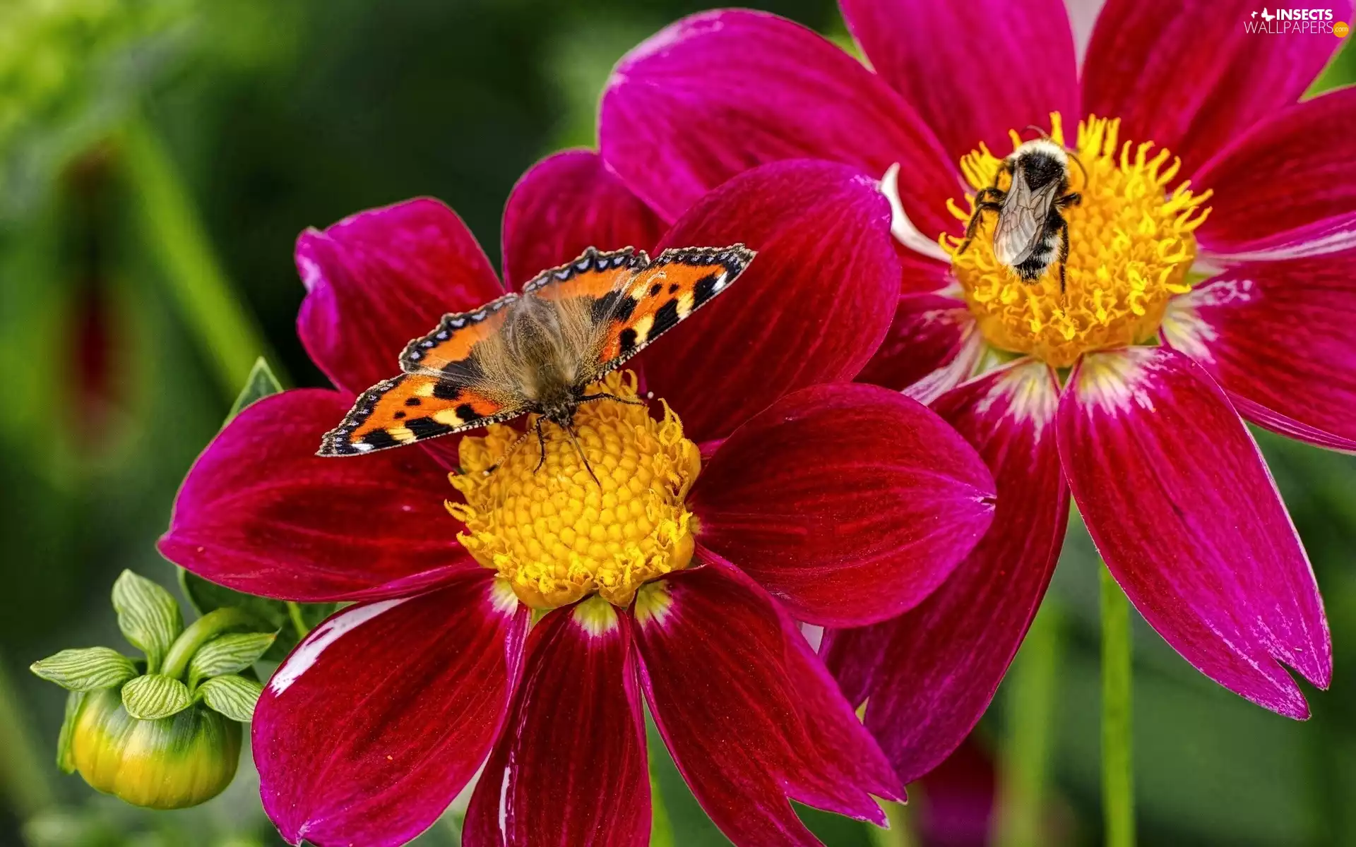 Small Tortoiseshell, dumbledor, Colourfull Flowers, butterfly, exotic
