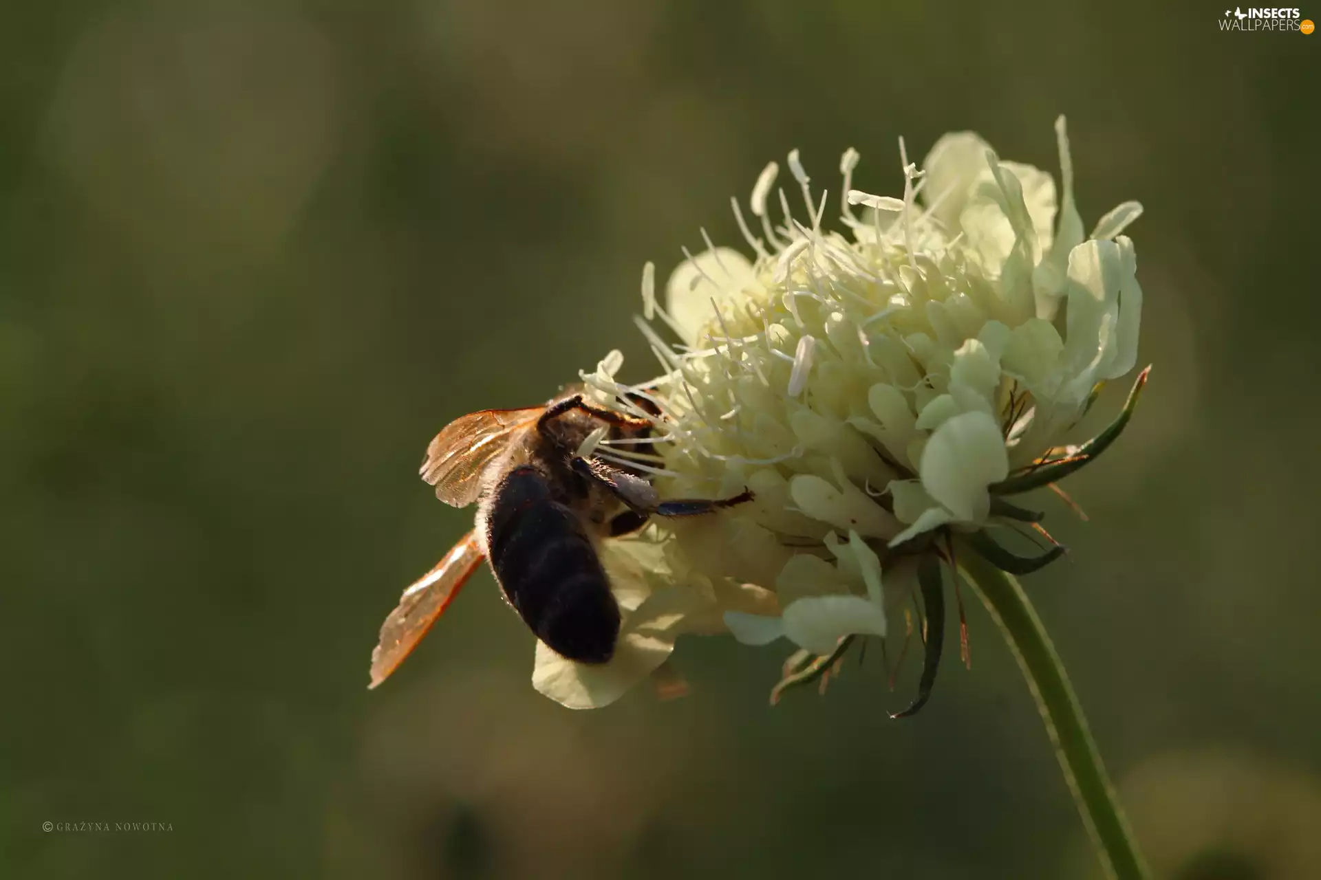 trefoil, Colourfull Flowers, Insect, bee