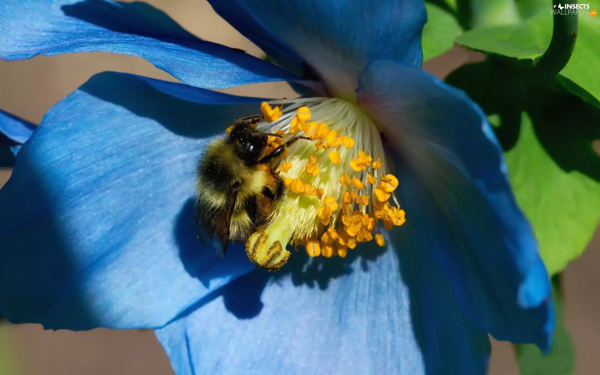 Close, Colourfull Flowers, bee, blue