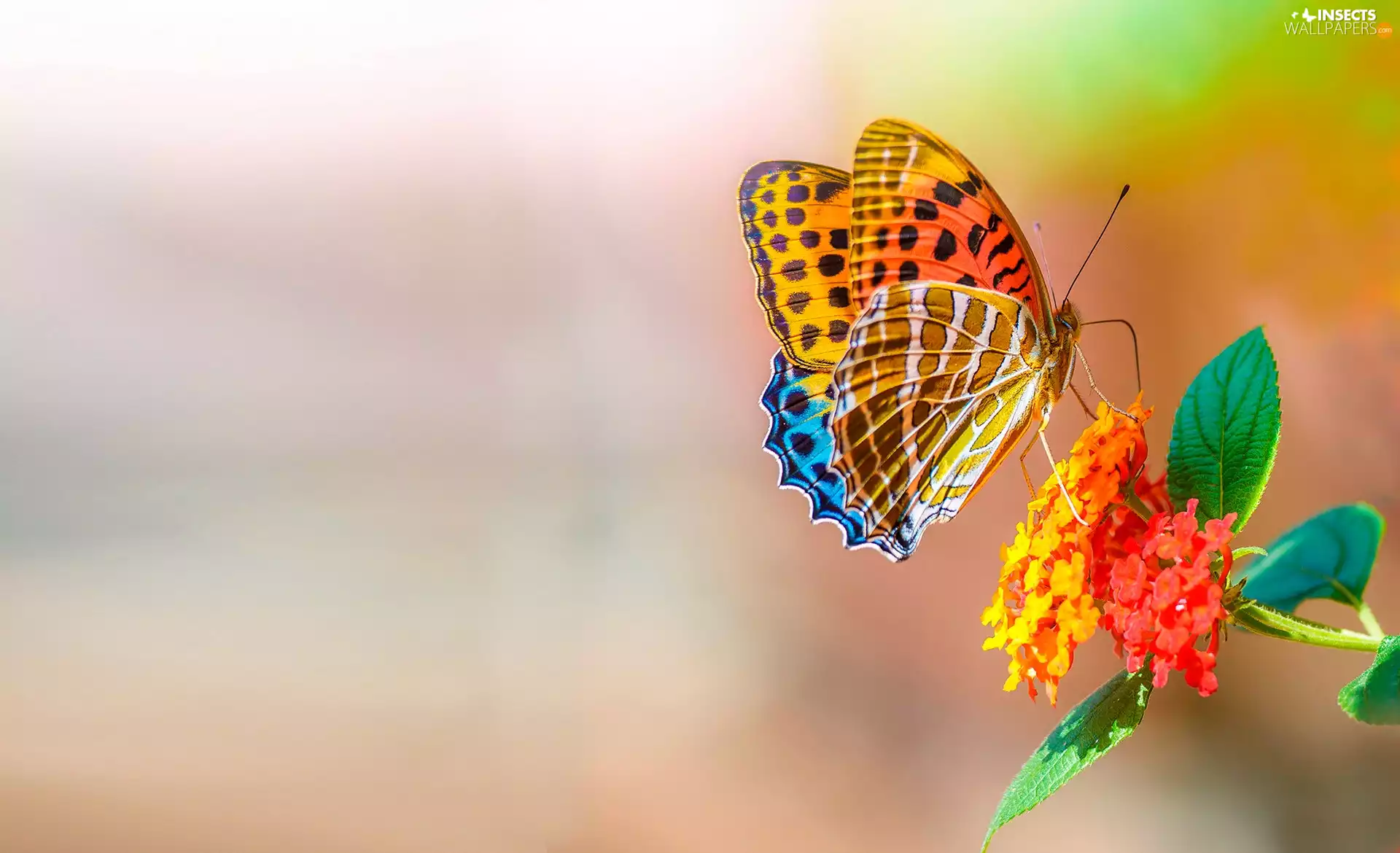 color, Colourfull Flowers, Close, butterfly