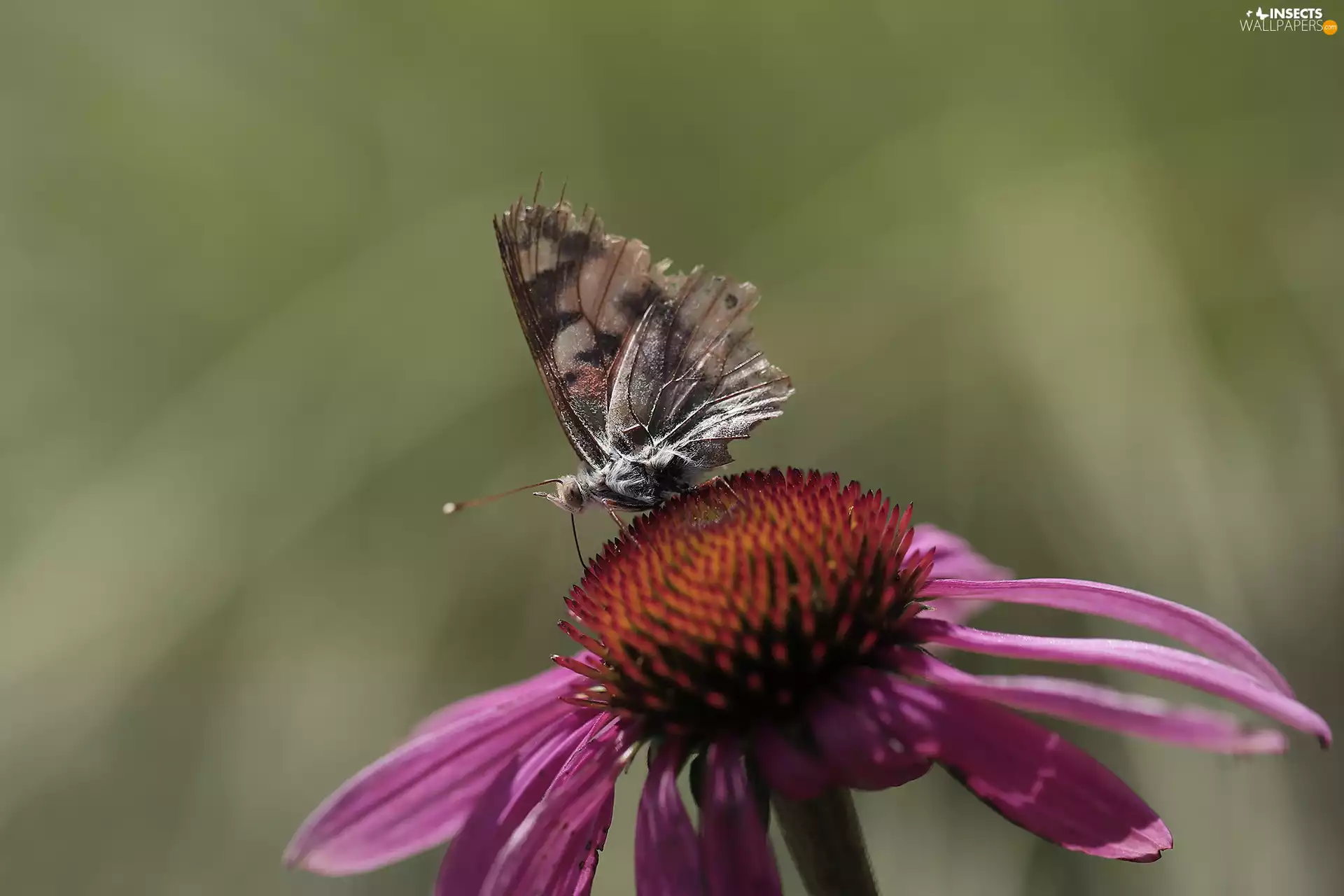 frayed, Colourfull Flowers, echinacea, butterfly