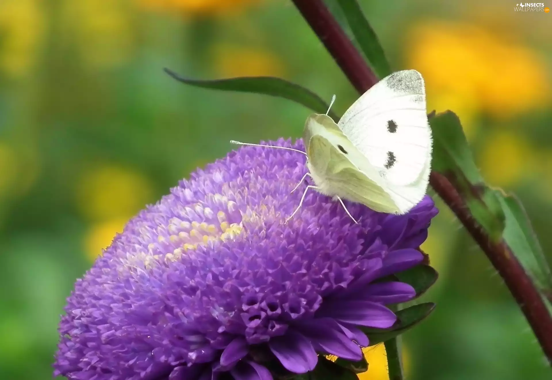 butterfly, Colourfull Flowers, Aster, Cabbage
