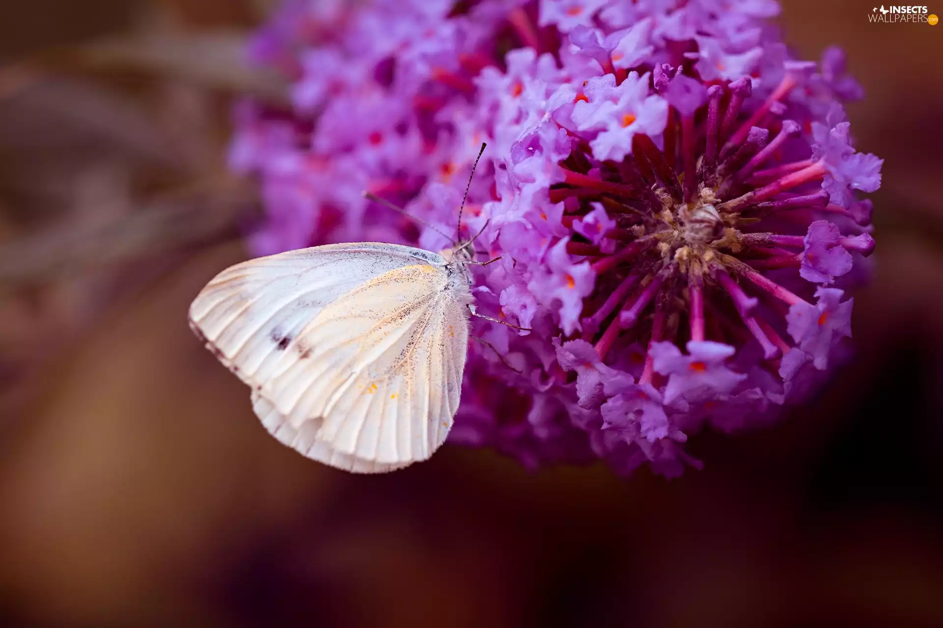 butterfly, Colourfull Flowers, Close, Cabbage