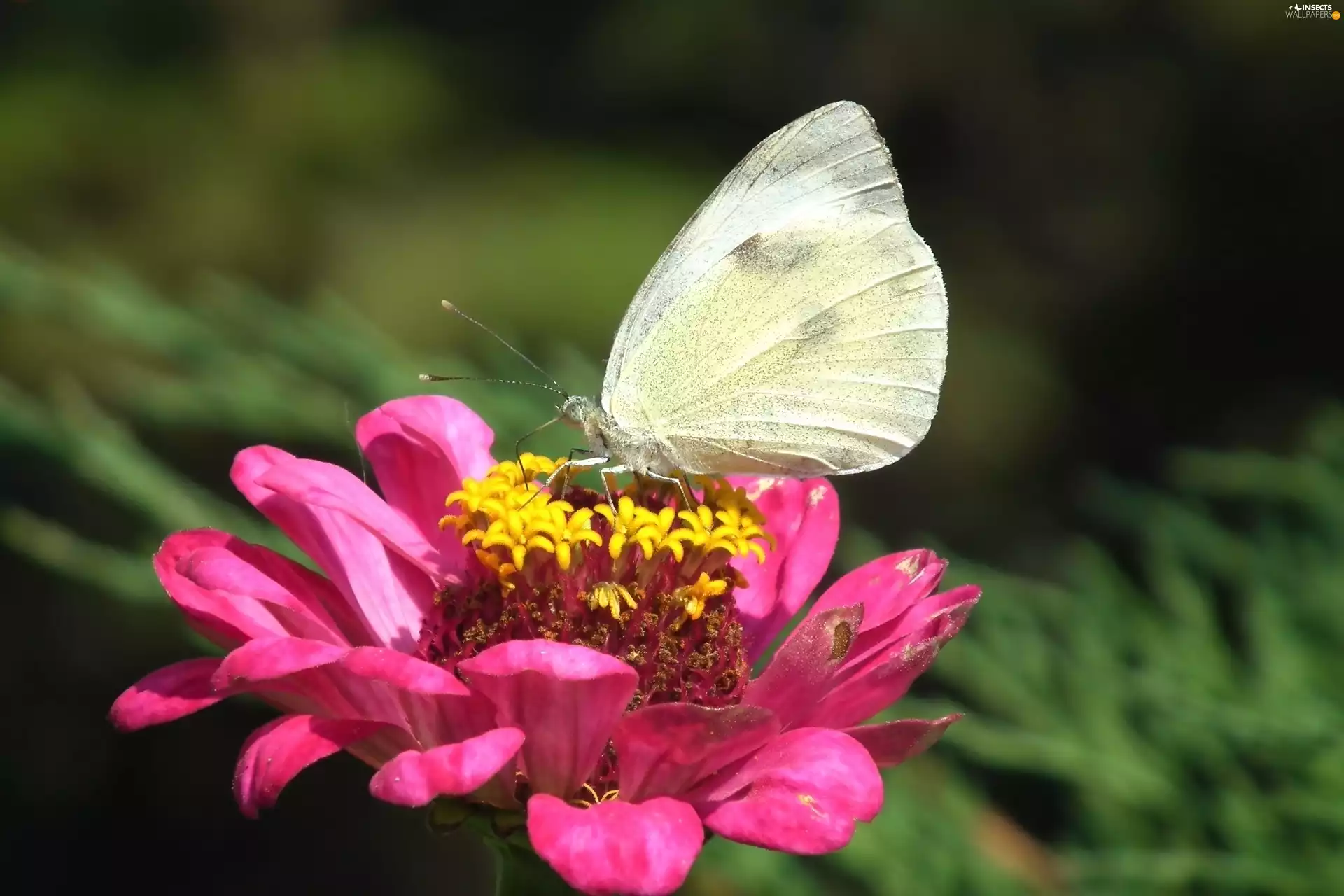 butterfly, Colourfull Flowers, zinnia, Cabbage