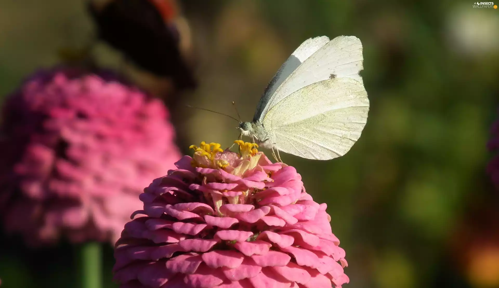 butterfly, Colourfull Flowers, zinnia, Cabbage