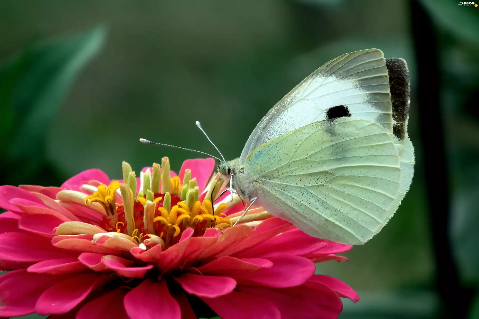 butterfly, Colourfull Flowers, zinnia, Cabbage