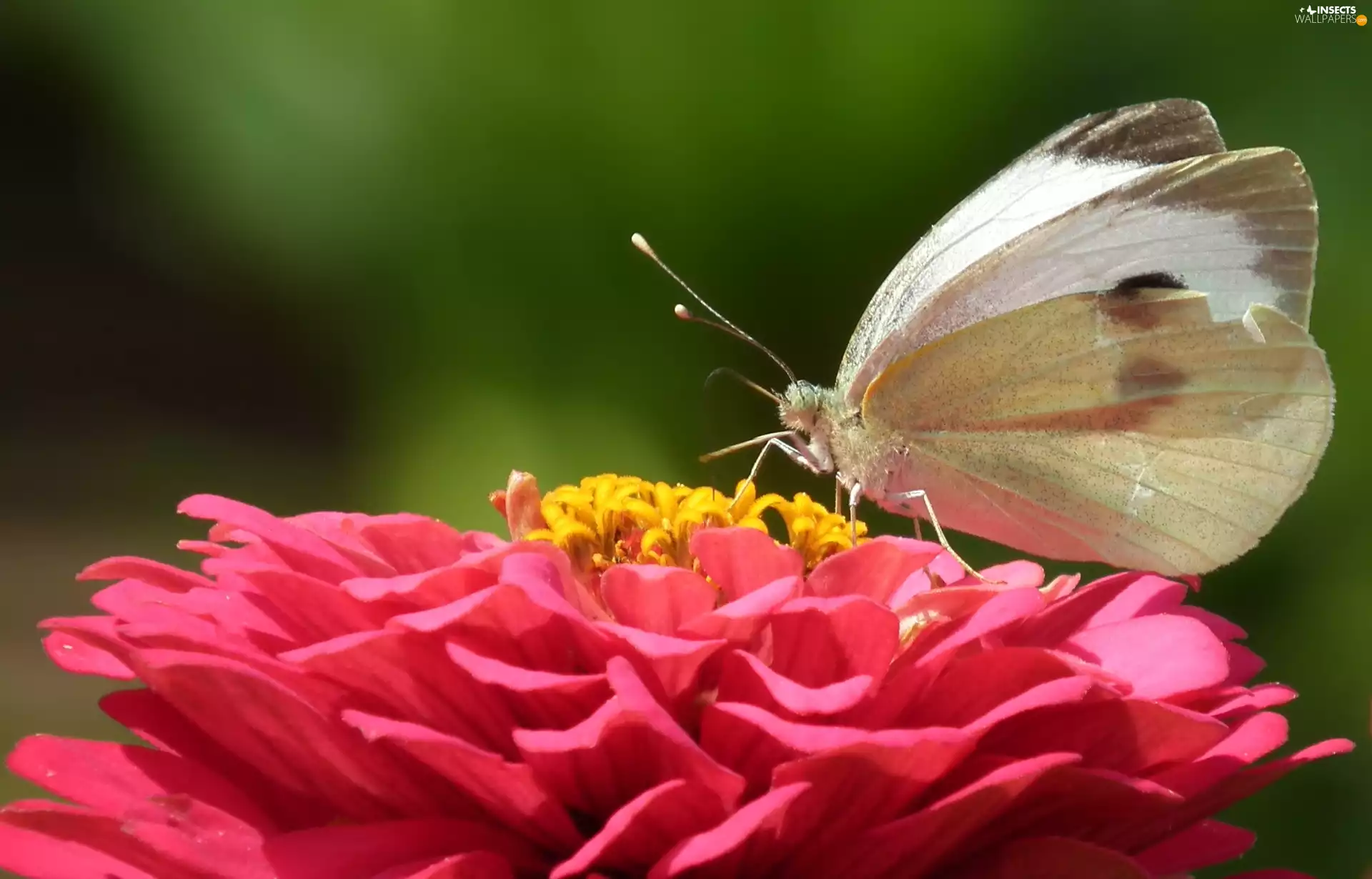 butterfly, Colourfull Flowers, zinnia, Cabbage