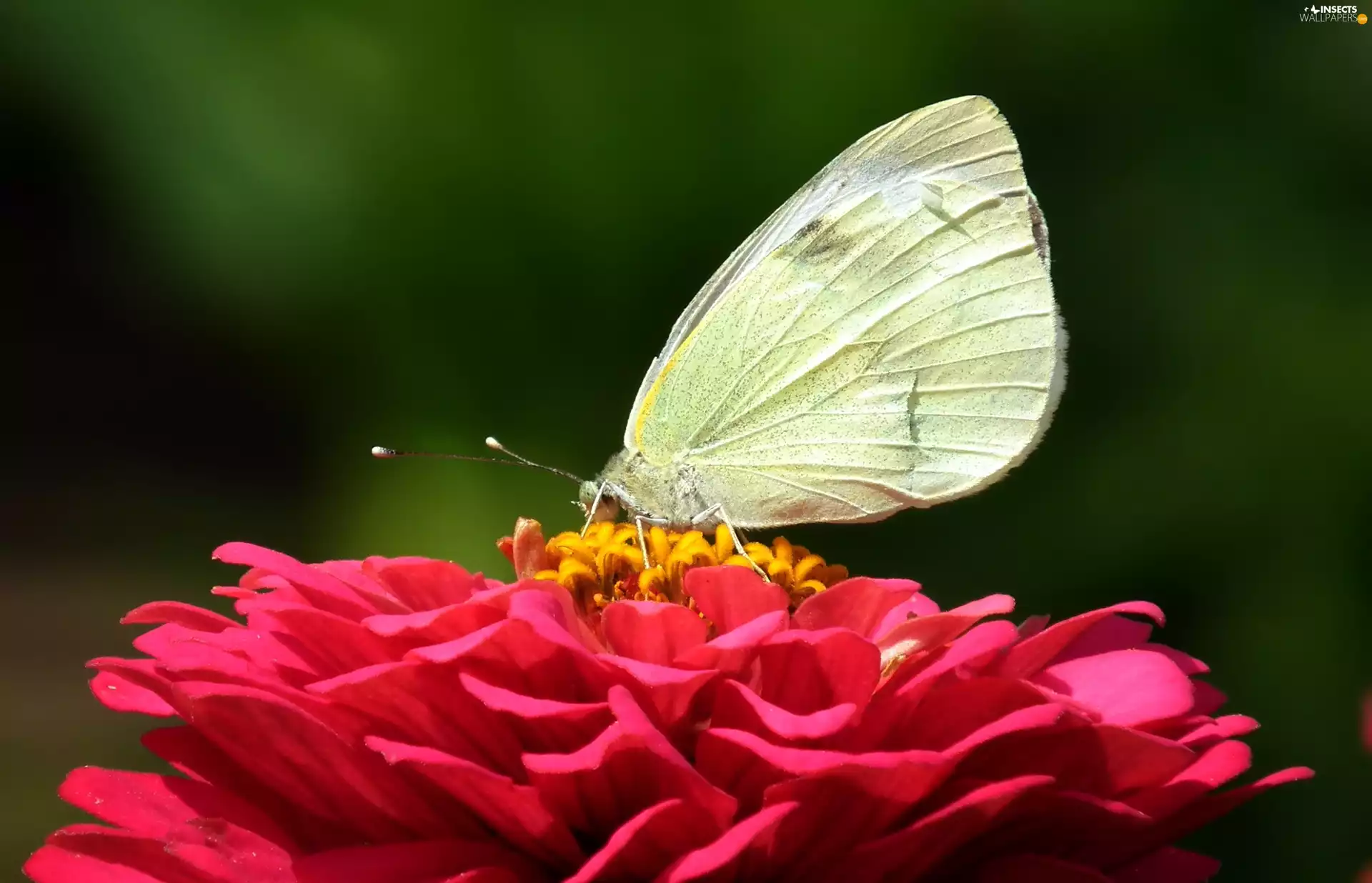 butterfly, Colourfull Flowers, zinnia, Cabbage