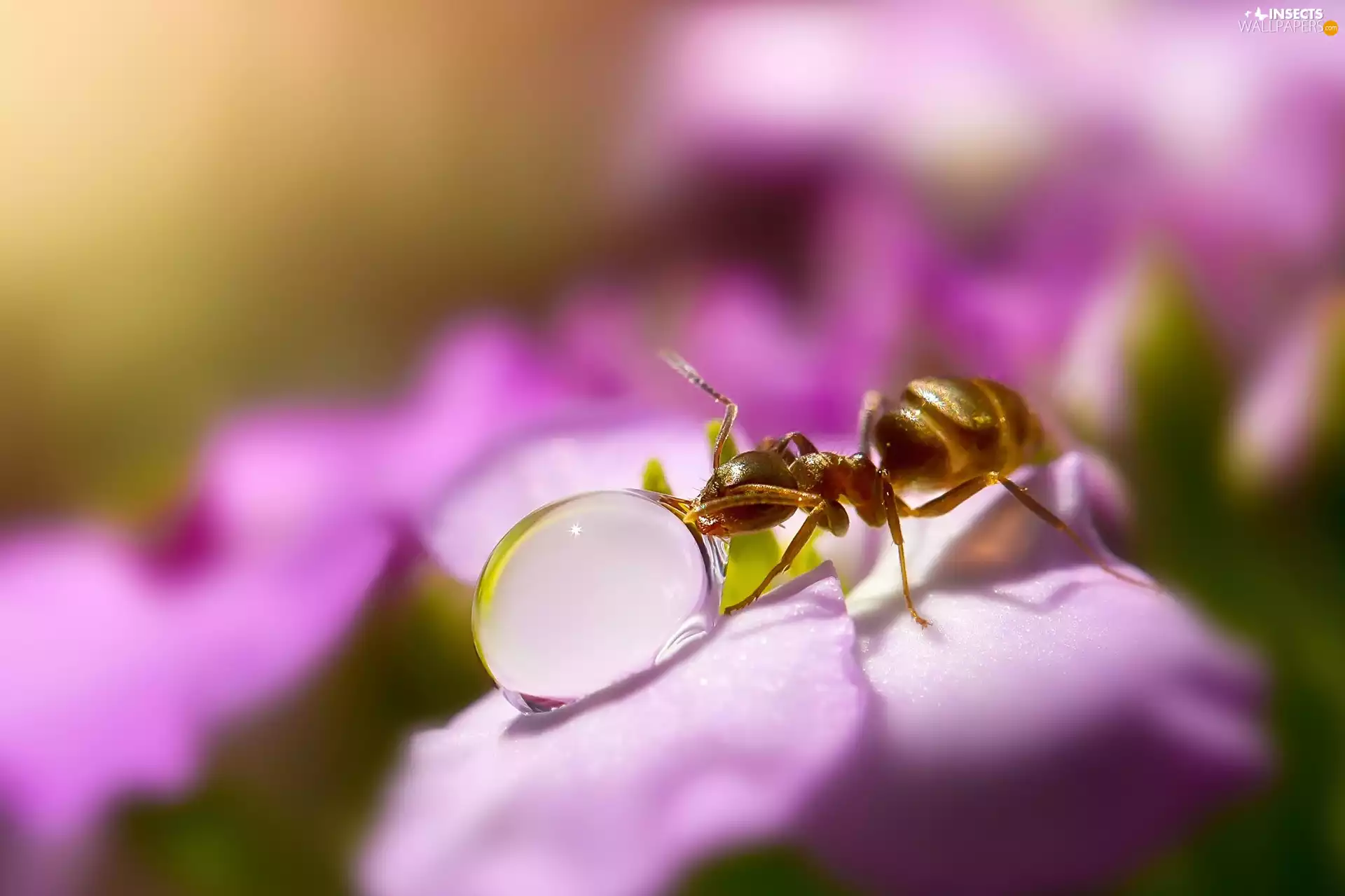 ant, Colourfull Flowers, Close, drop