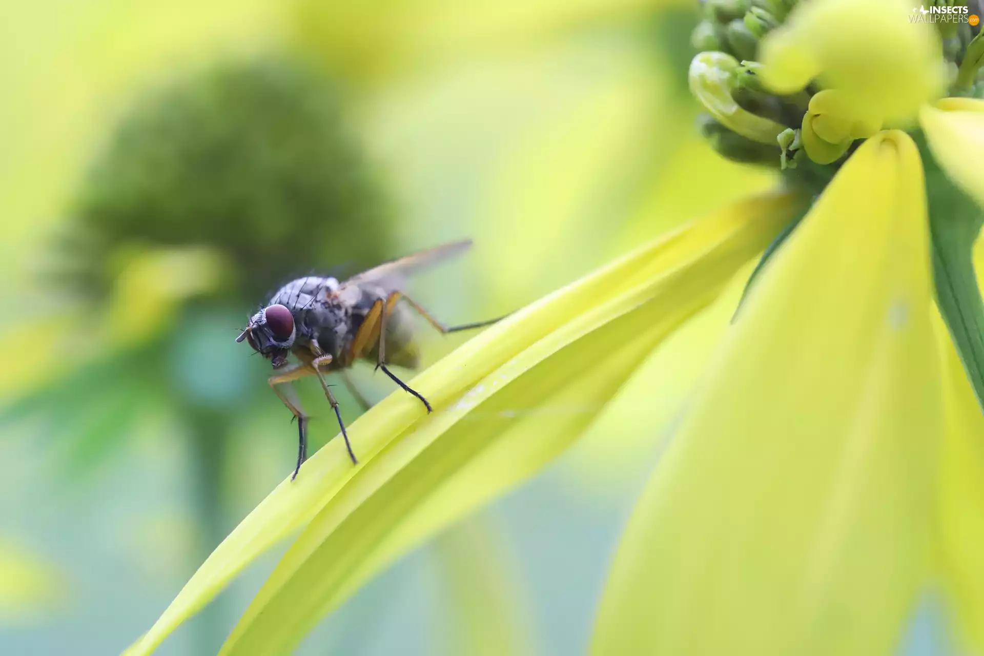 fly, Colourfull Flowers, Close, Insect