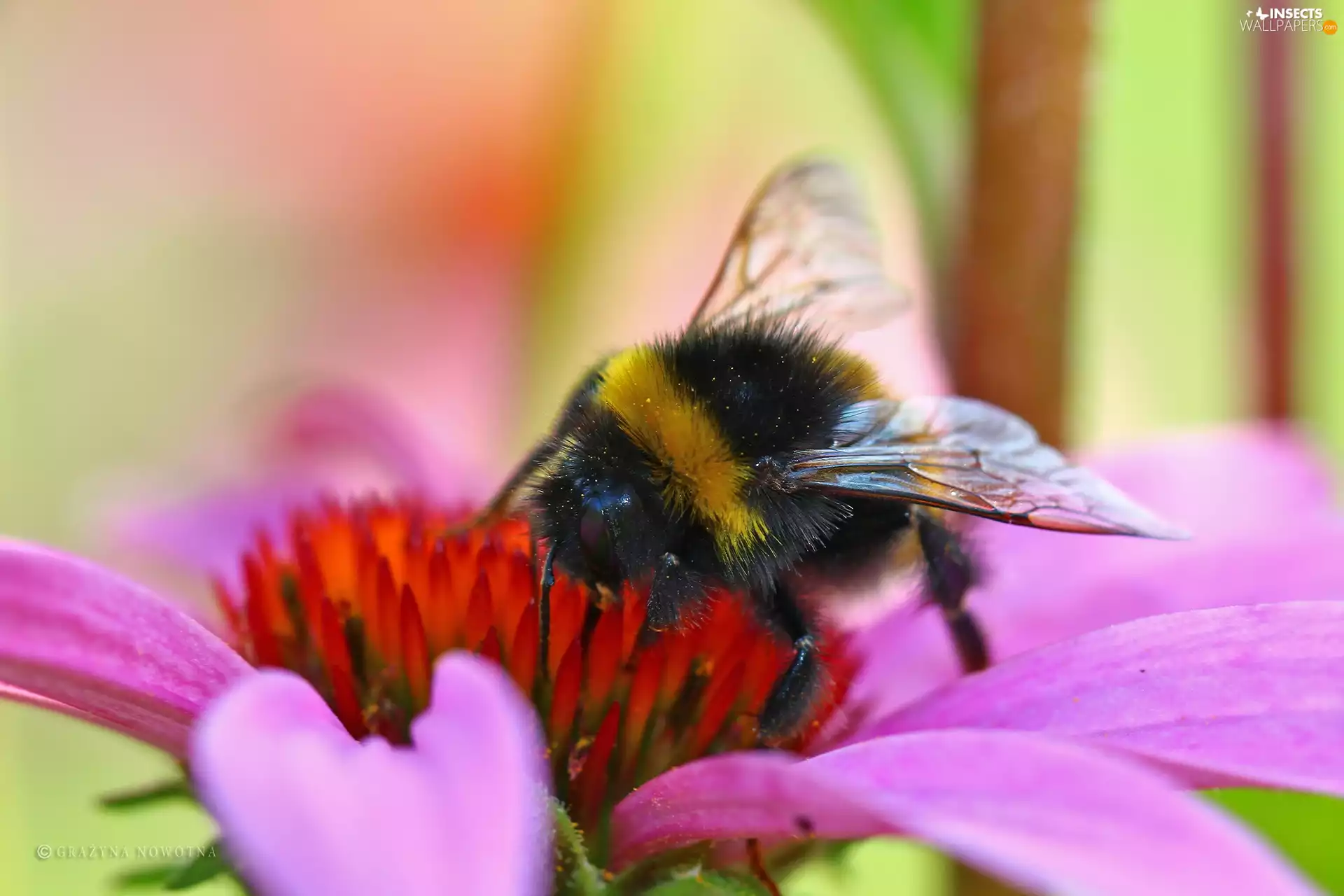 dumbledor, Colourfull Flowers, echinacea, Insect