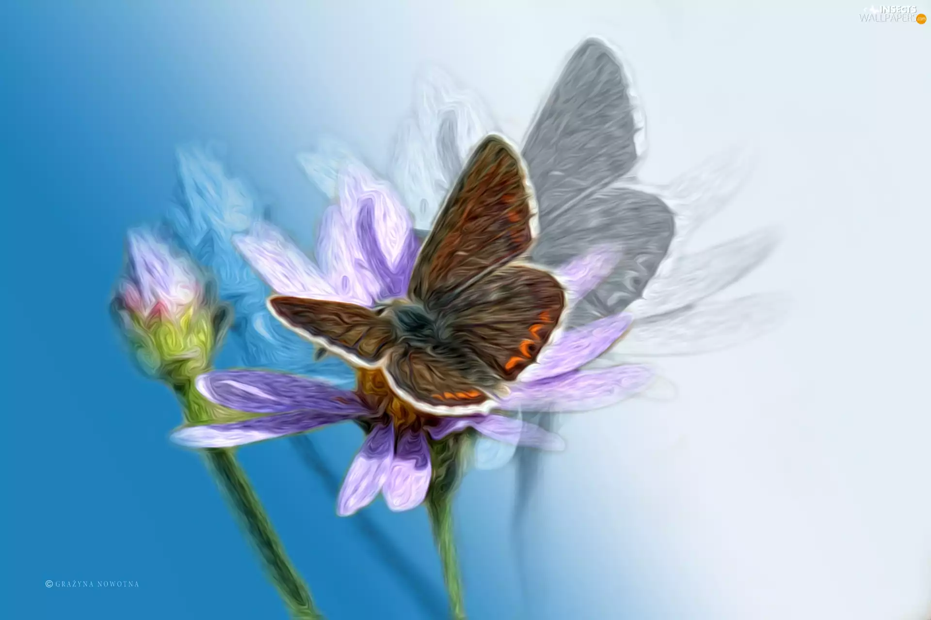 butterfly, Colourfull Flowers, graphics, Insect
