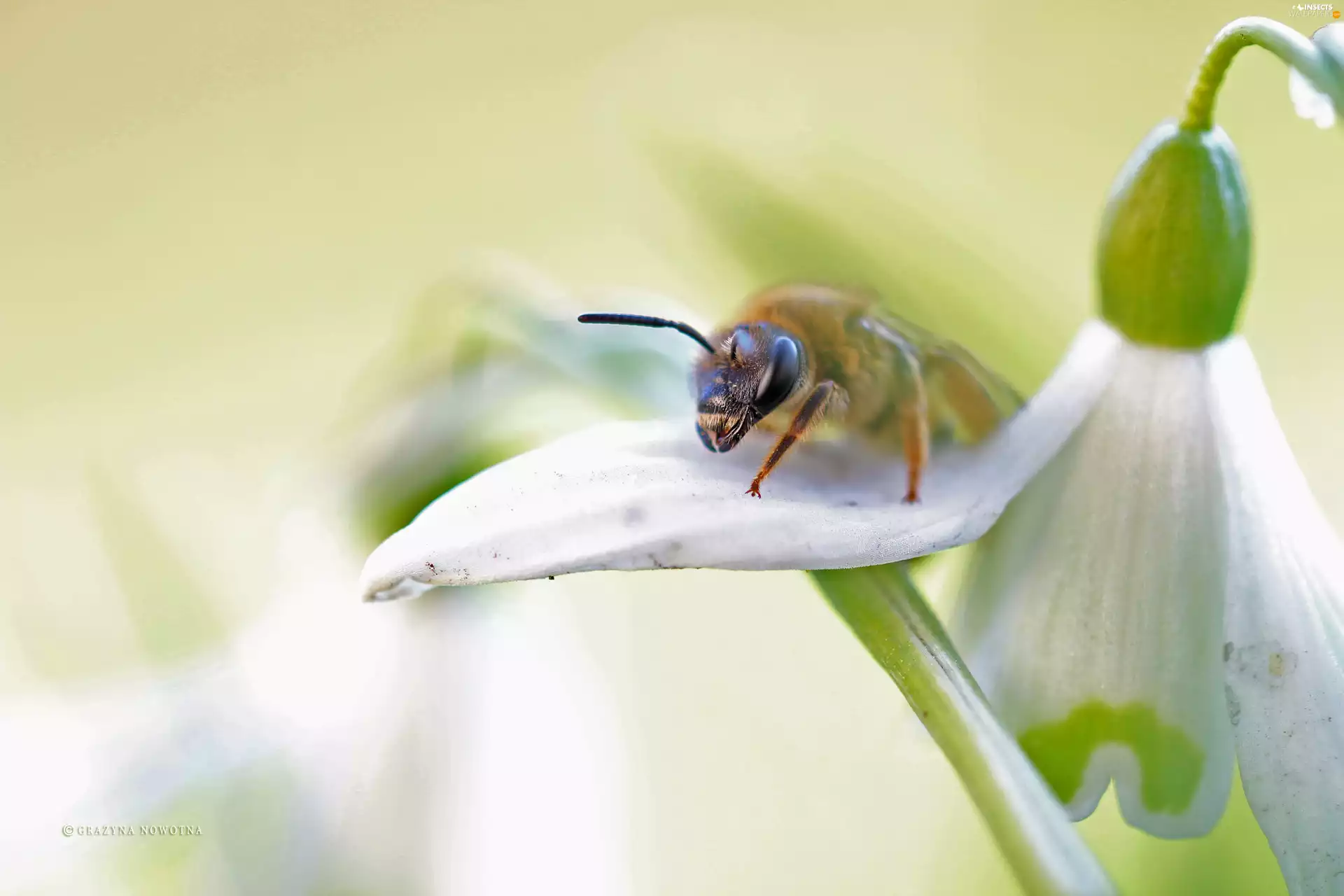 bee, Colourfull Flowers, Snowdrop, Insect