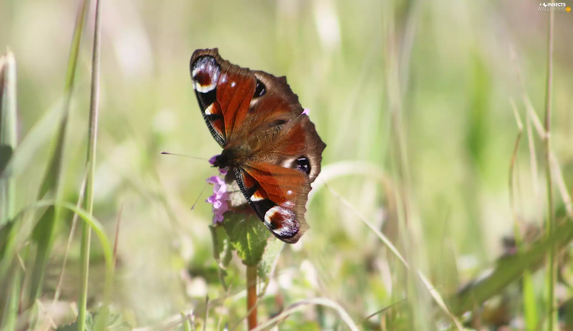 butterfly, Colourfull Flowers, rapprochement, Peacock