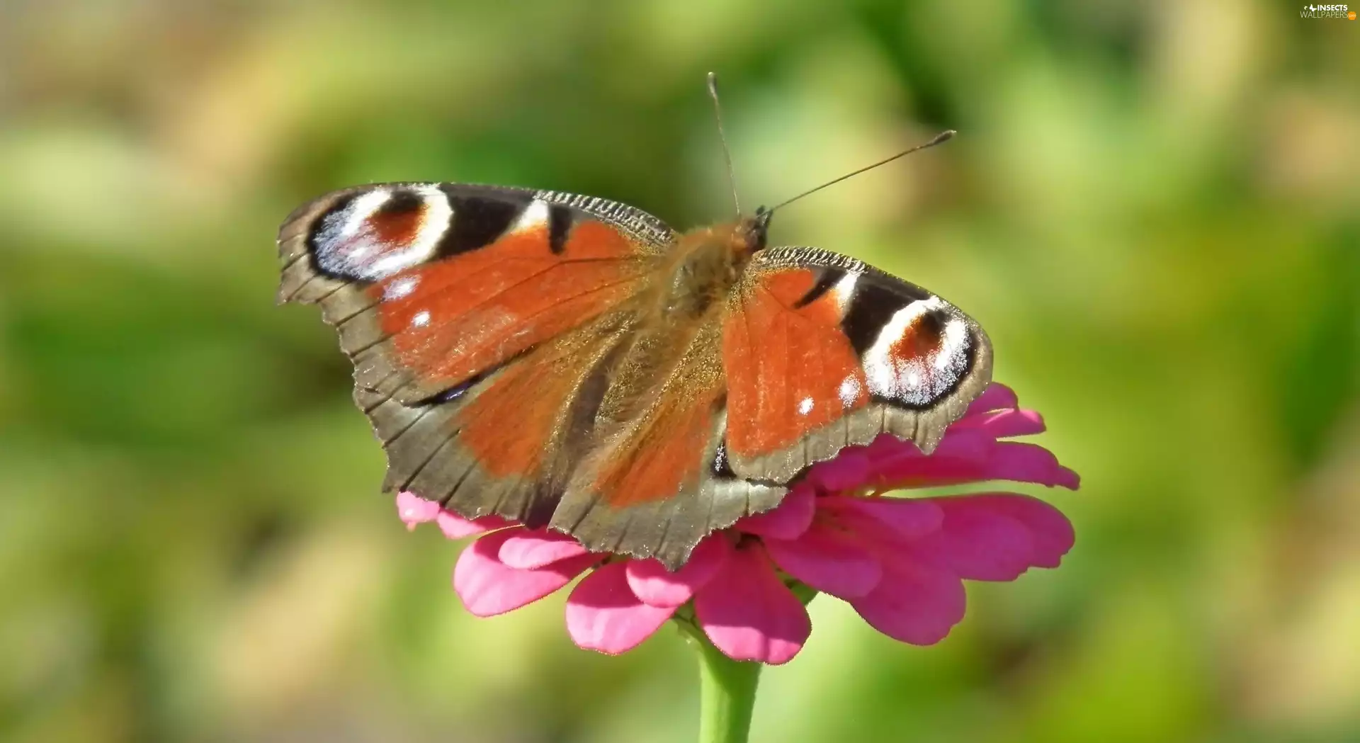 butterfly, Colourfull Flowers, zinnia, Peacock