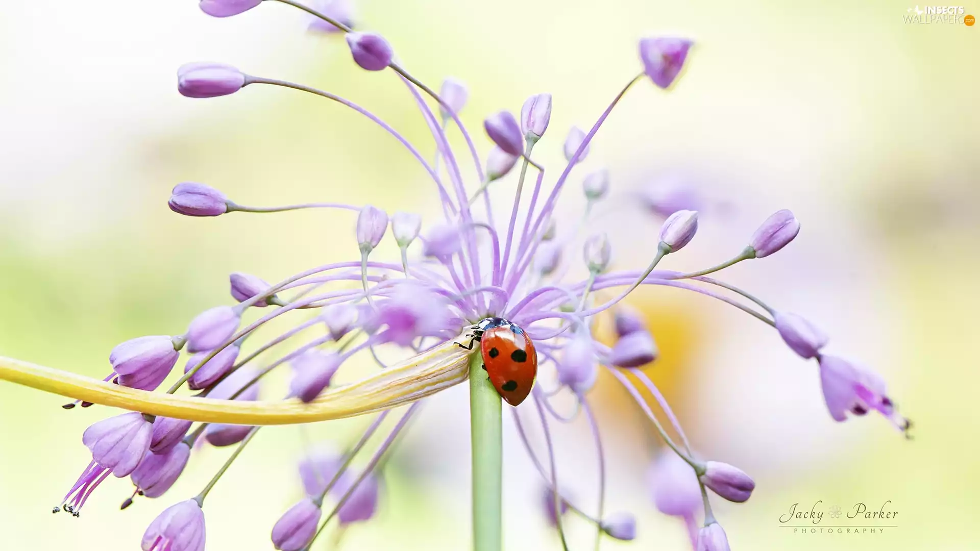 ladybird, Colourfull Flowers, Close, Pink