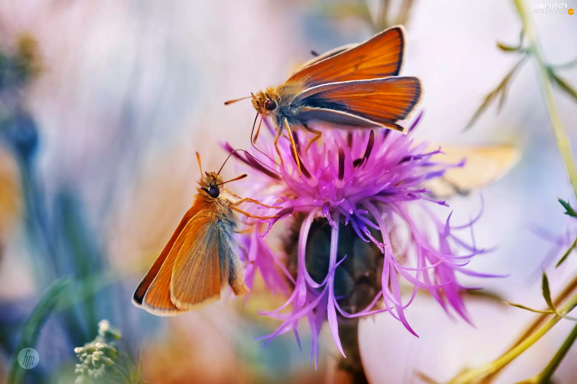 butterflies, Colourfull Flowers, Close, teasel