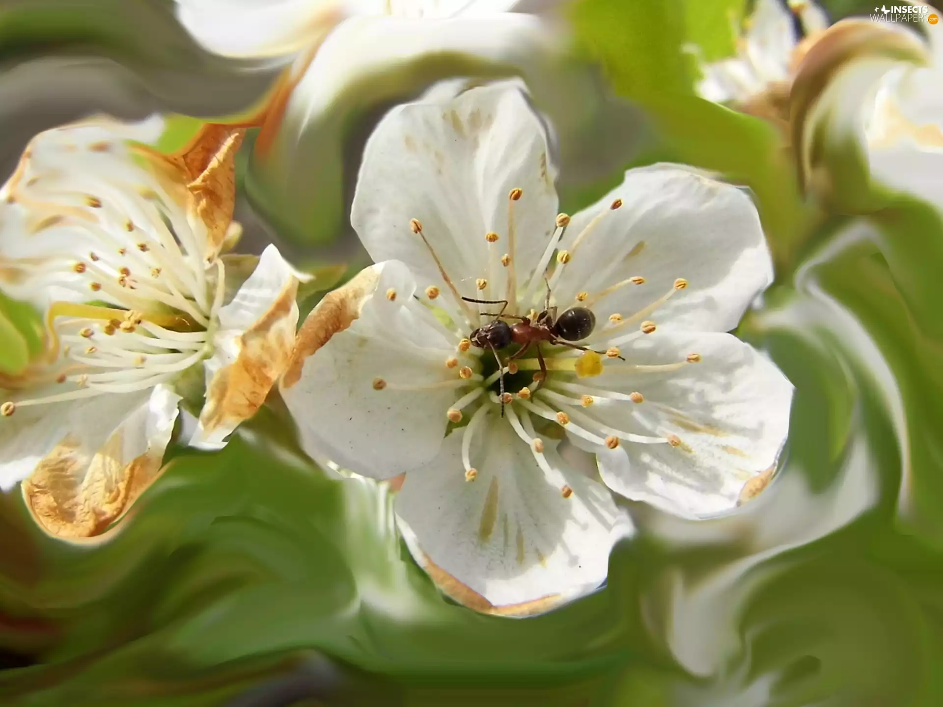 ant, Colourfull Flowers, apple-tree
