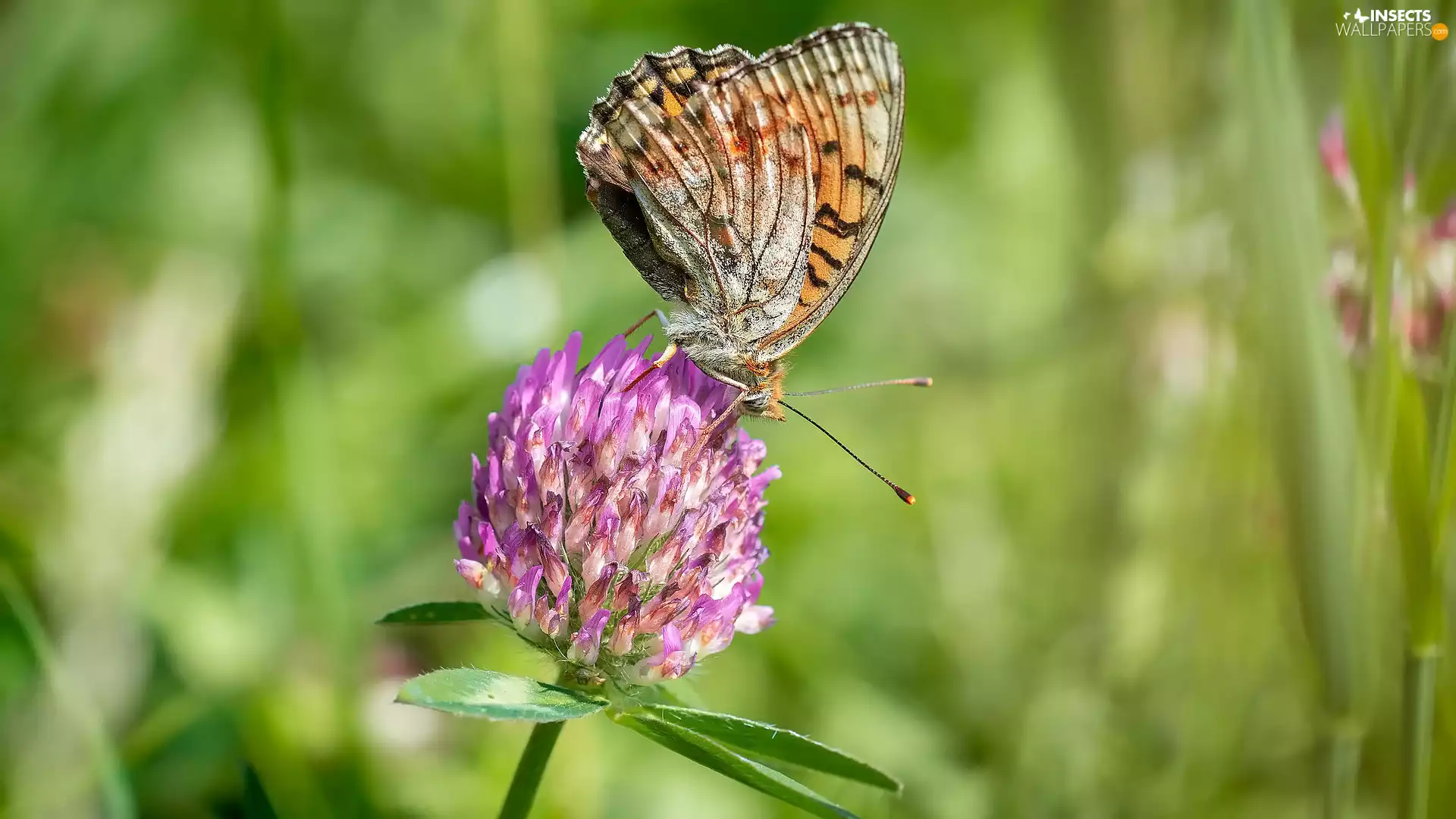 butterfly, Colourfull Flowers, leaves, trefoil