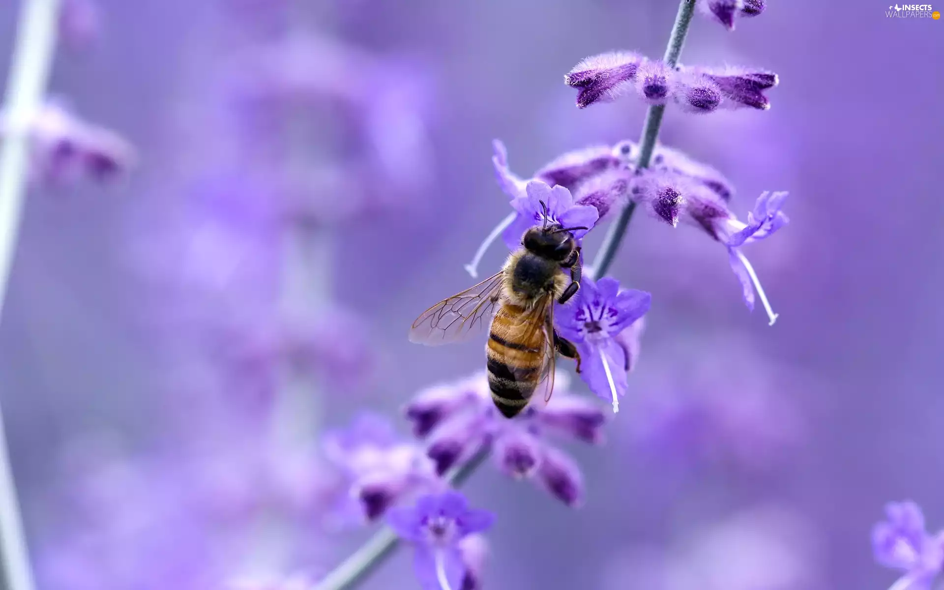 bee, Colourfull Flowers, blur, Violet
