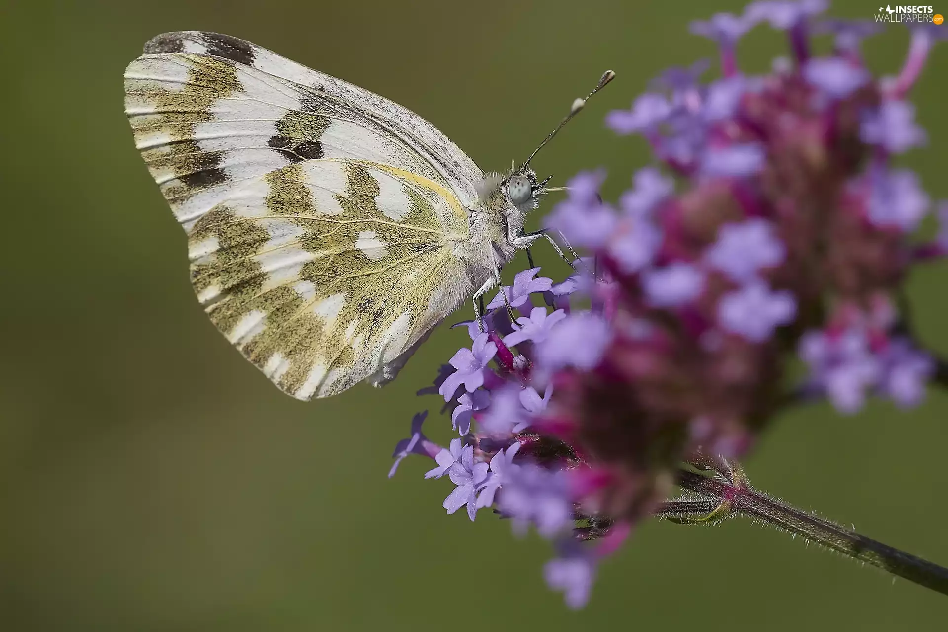 butterfly, Colourfull Flowers, Close, Violet