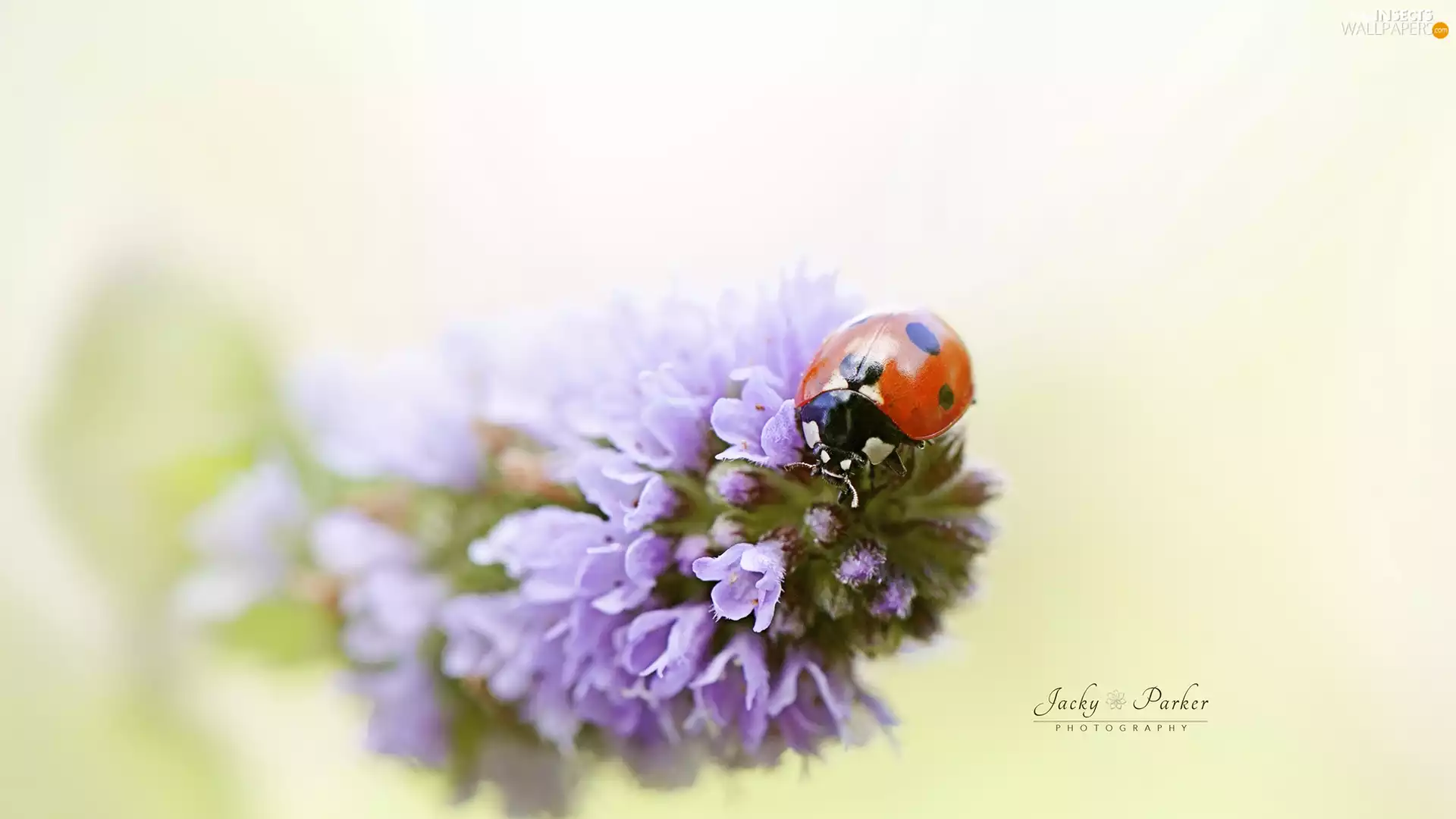 ladybird, Colourfull Flowers, Close, Violet