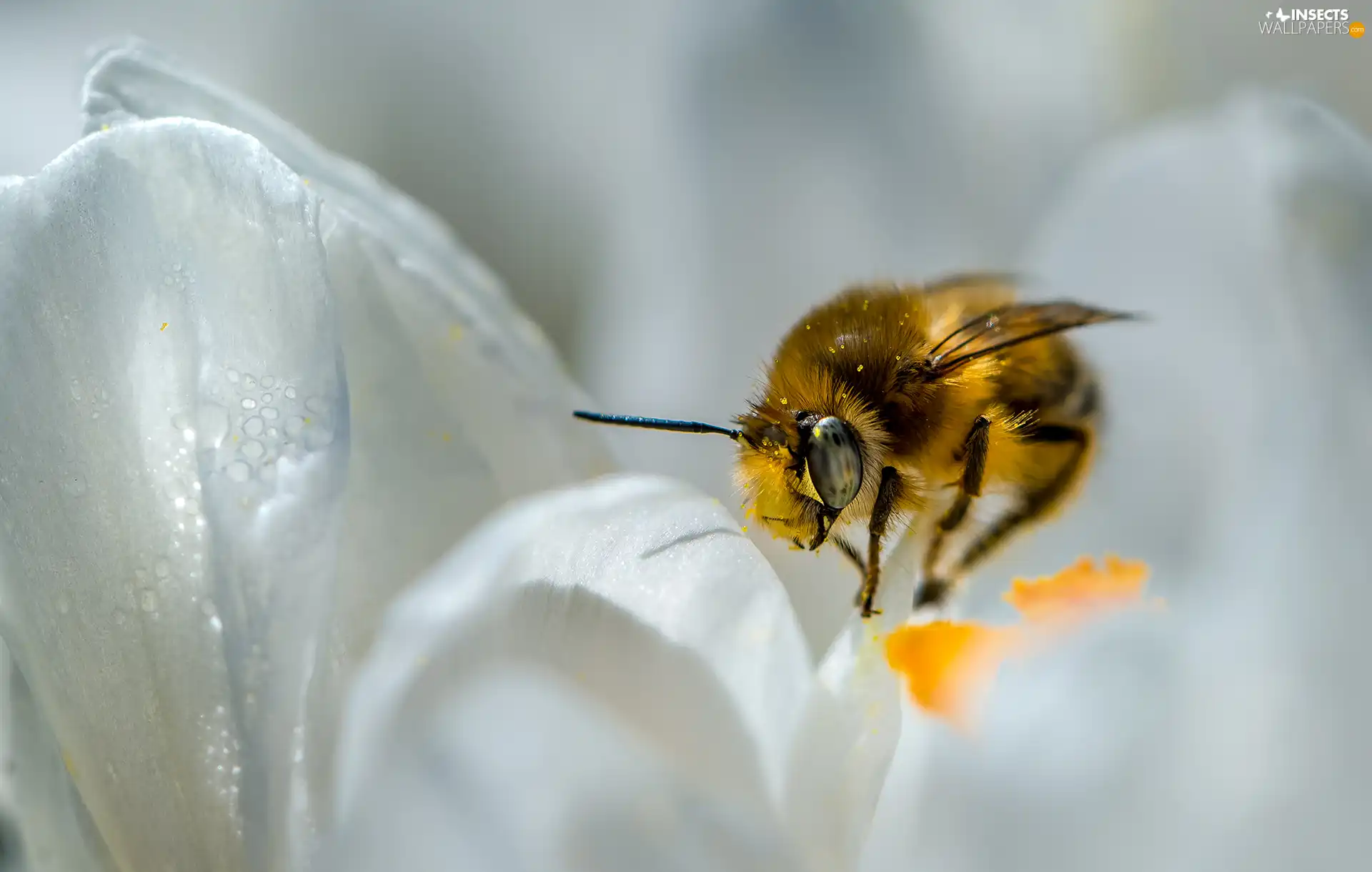 bee, Colourfull Flowers, Close, White