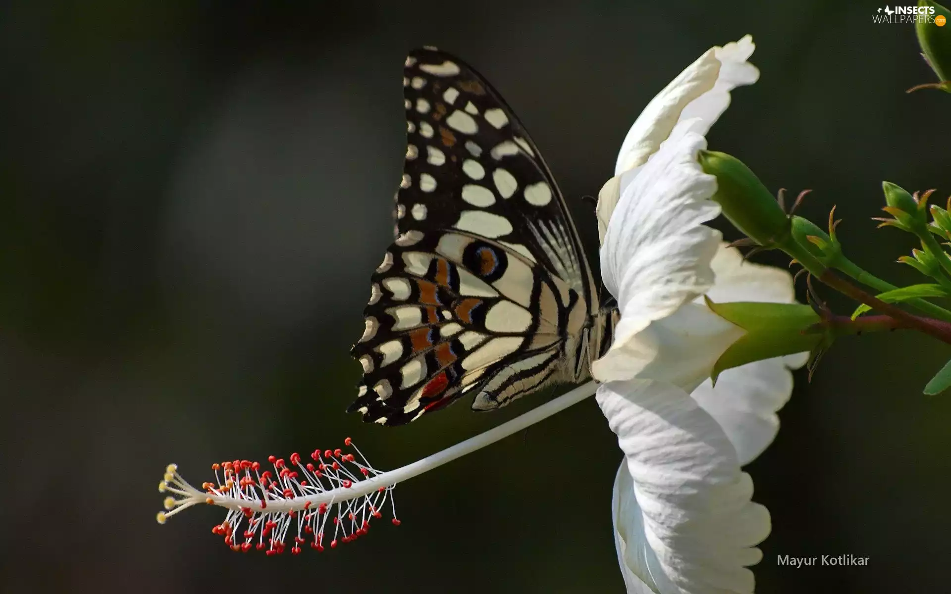 butterfly, Colourfull Flowers, hibiskus, White