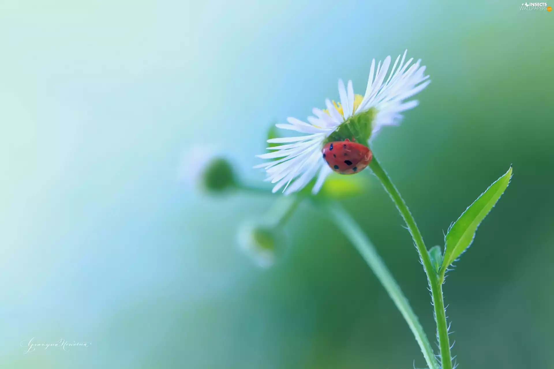 Erigeron, Colourfull Flowers, ladybird, White