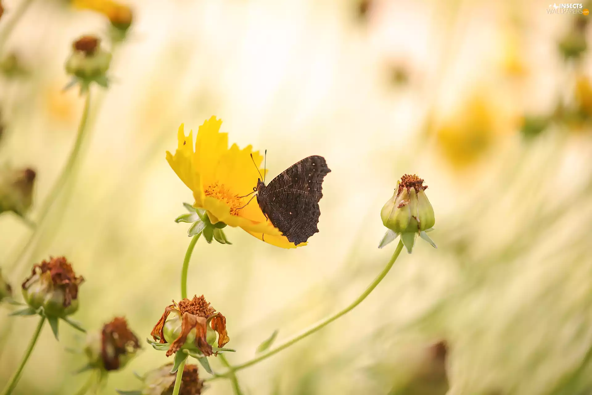 butterfly, Colourfull Flowers, Coreopsis, Yellow