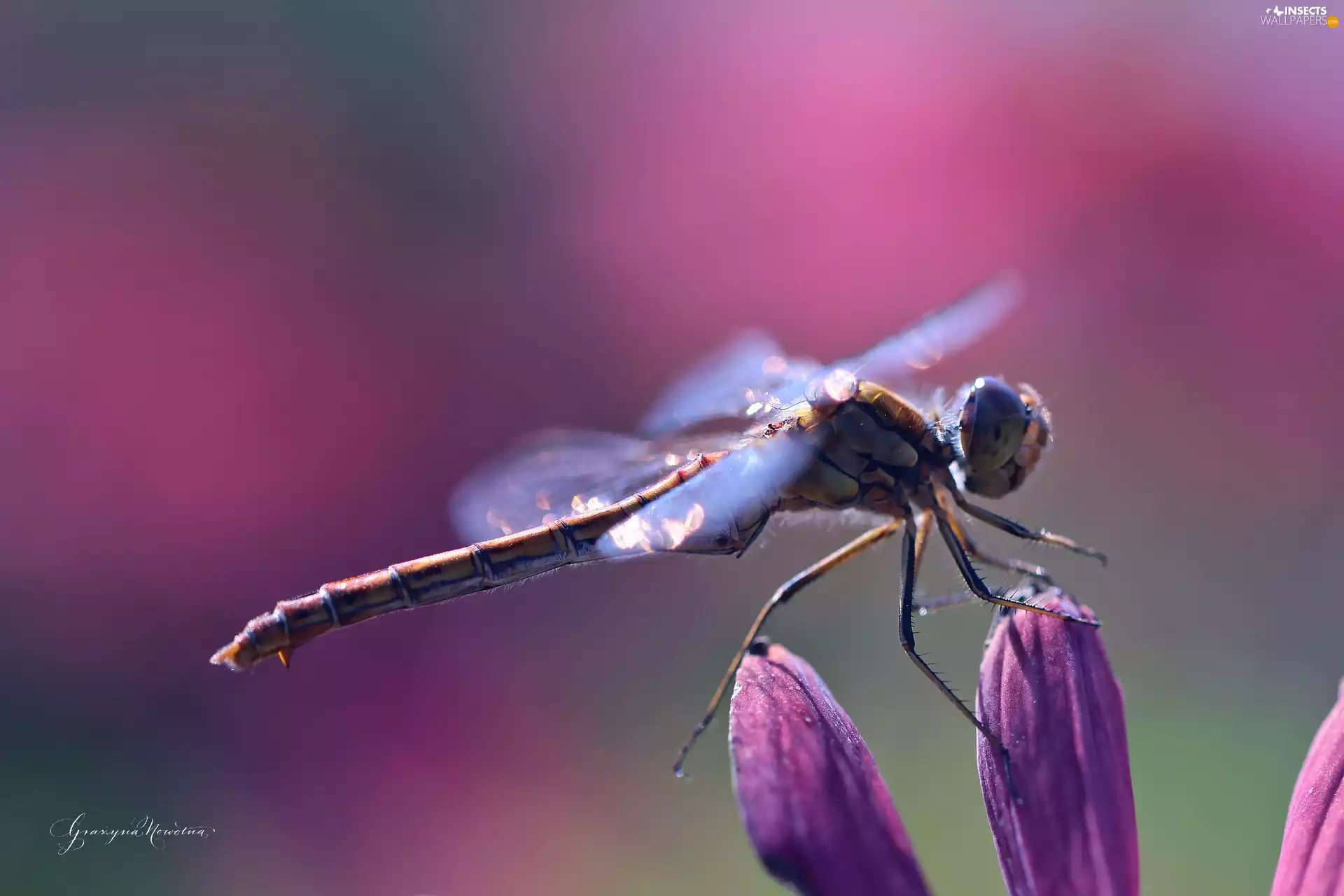 dragon-fly, Violet, Colourfull Flowers, Insect