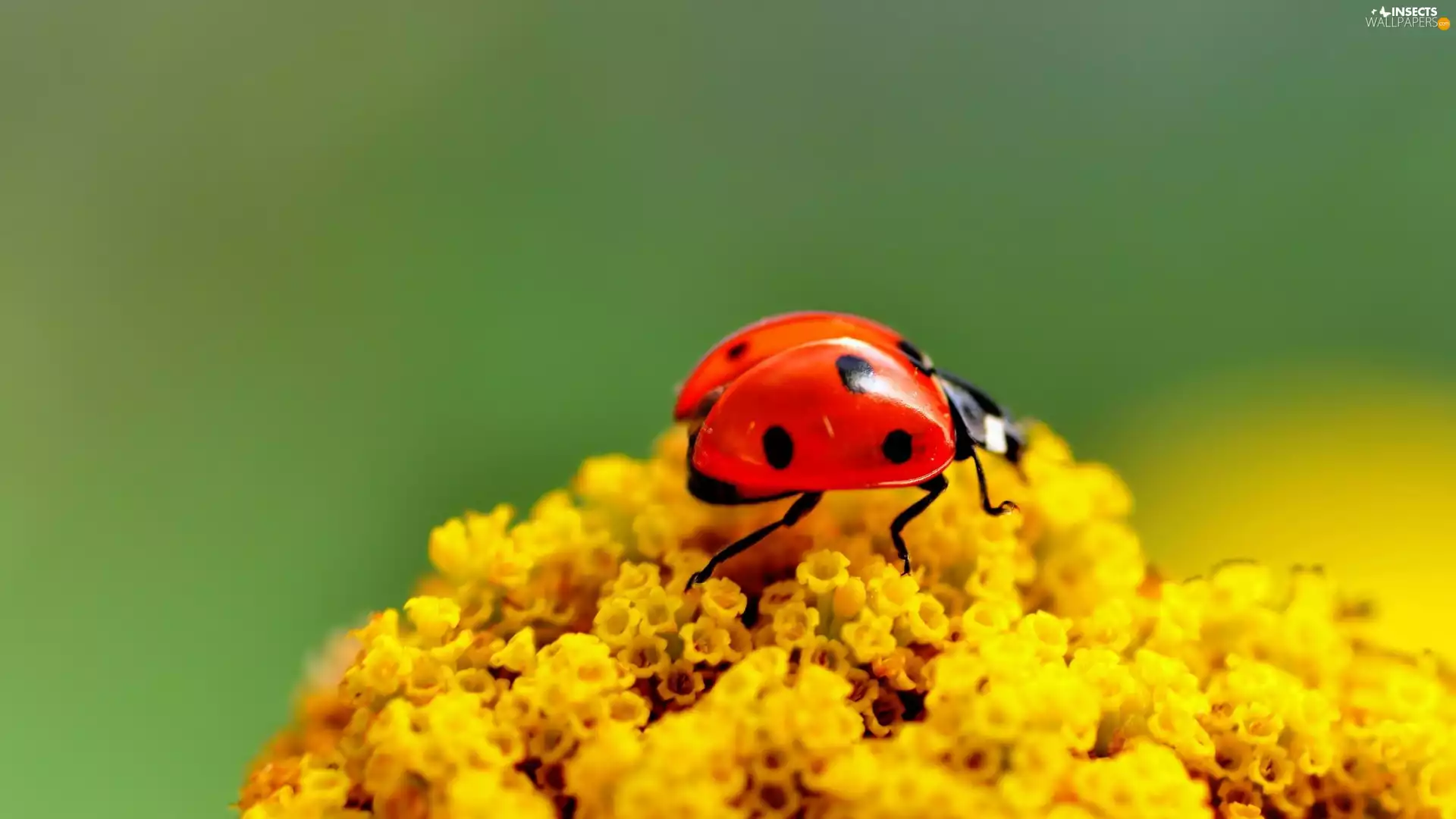 Colourfull Flowers, ladybird