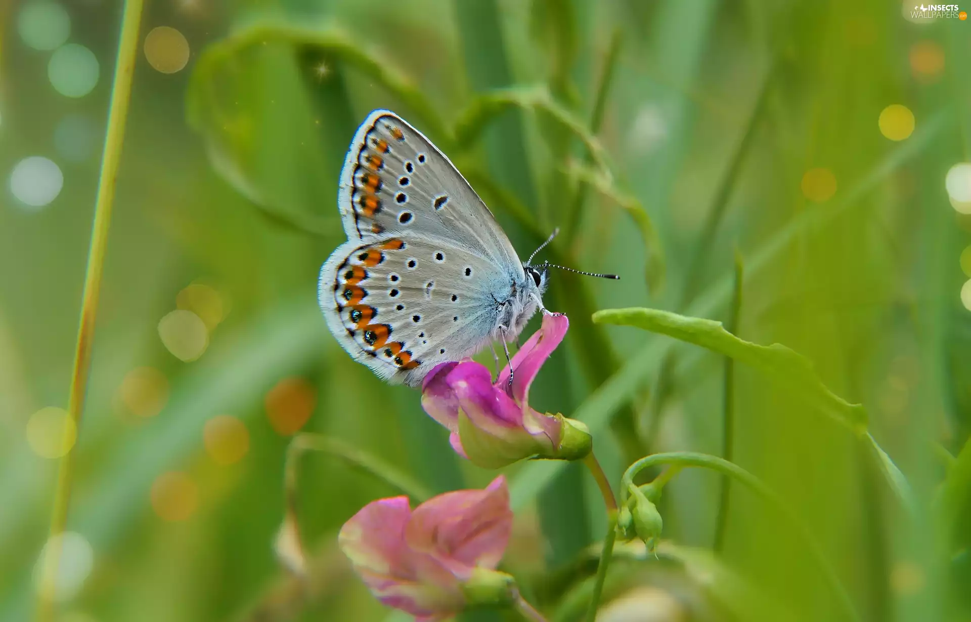 Dusky Icarus, butterfly, Colourfull Flowers, male