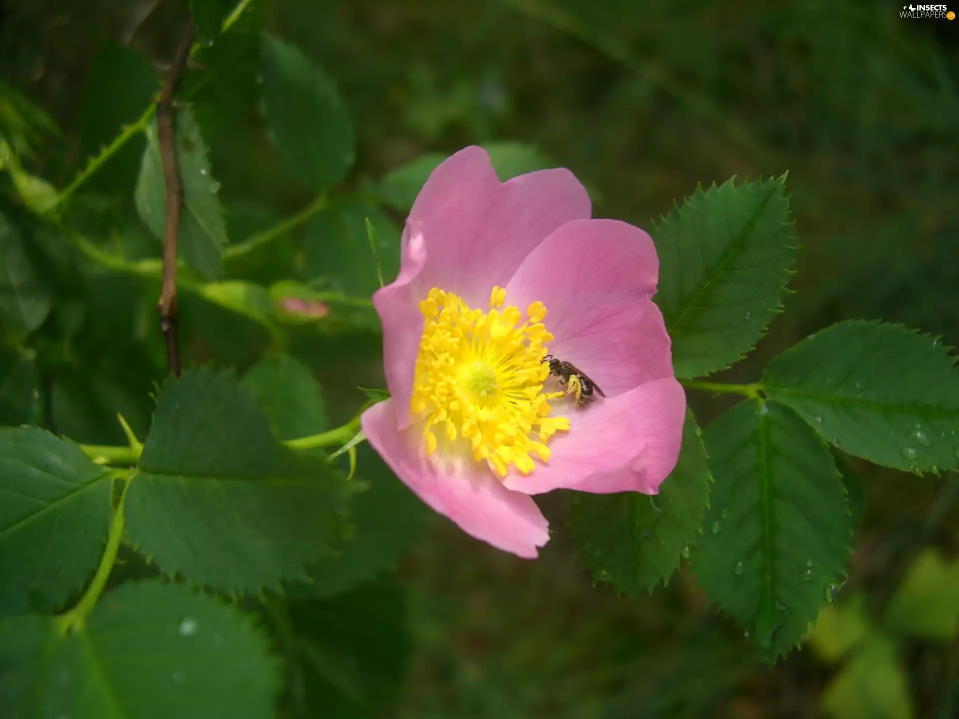 bee, leaves, French, Colourfull Flowers, rose