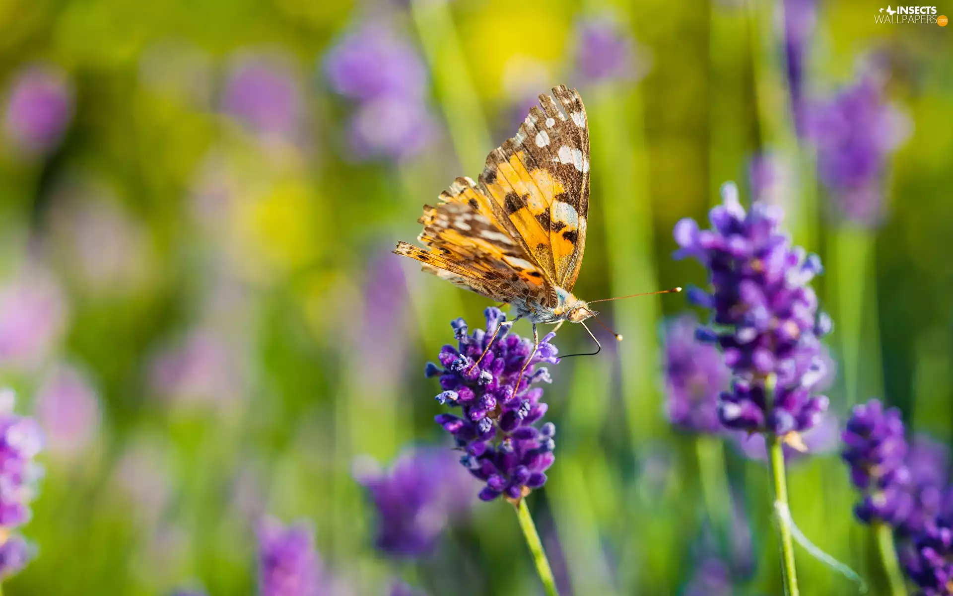 butterfly, Small Tortoiseshell, Colourfull Flowers, lavender, Violet